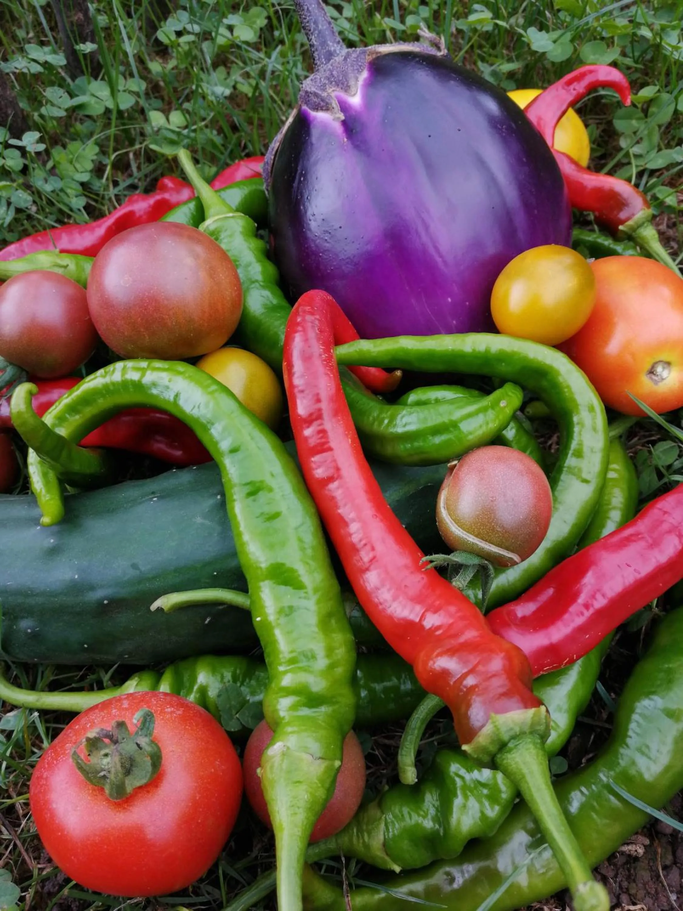 Garden in Logis Hotel Xoko-Goxoa