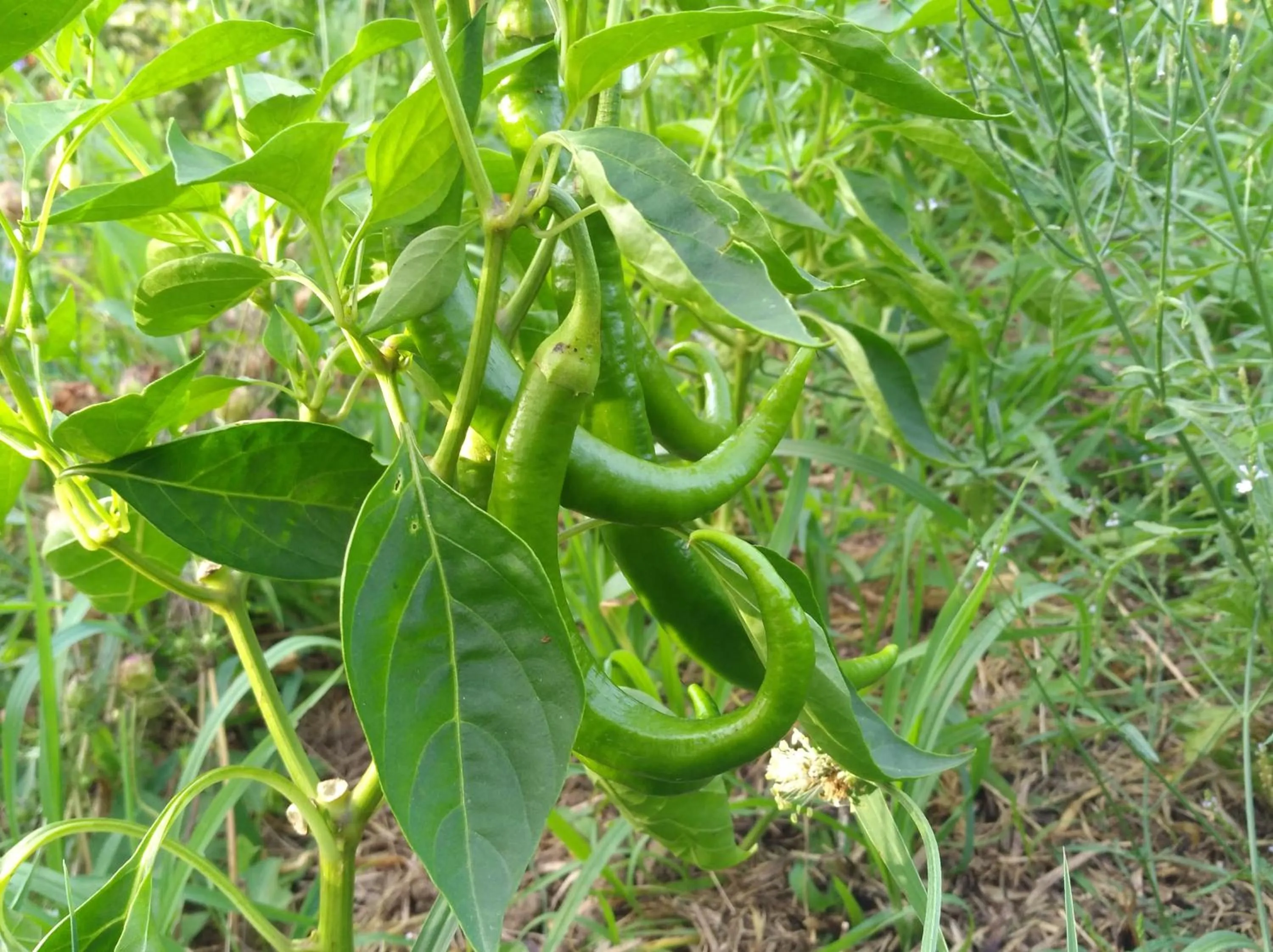 Logis Hotel Xoko-Goxoa