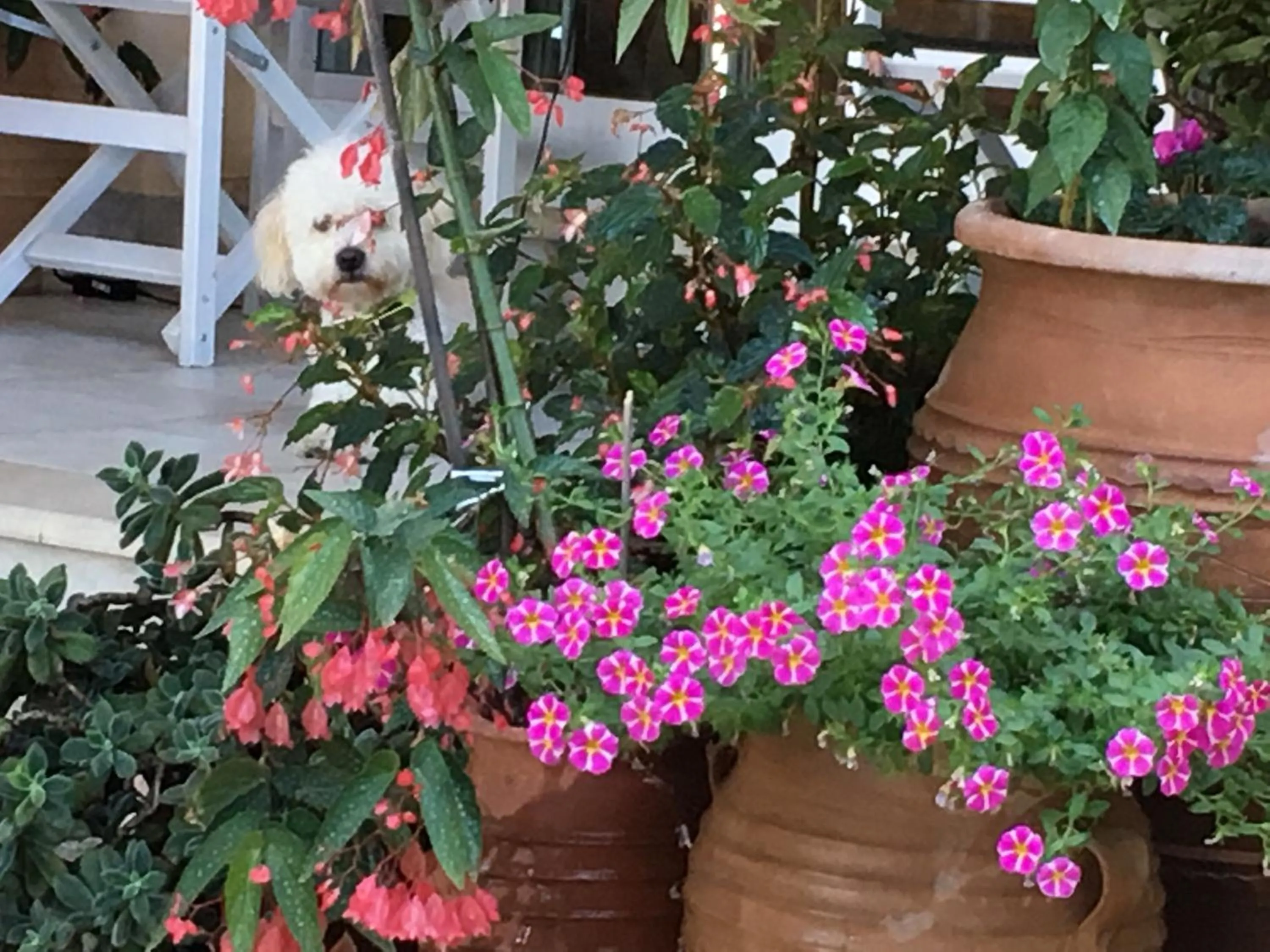 Garden in Eros Beach Hotel