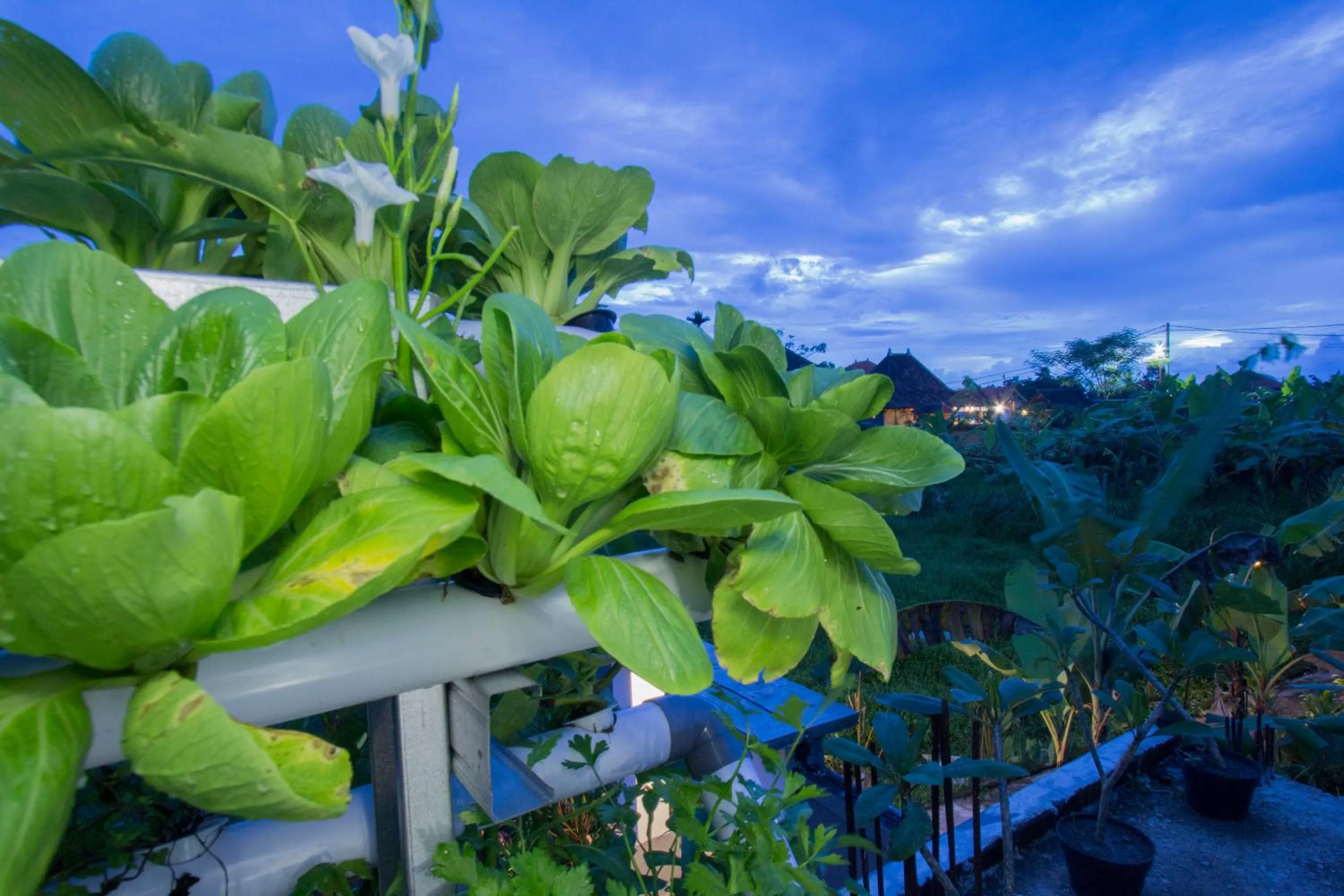 Garden in Vinayaka Ubud