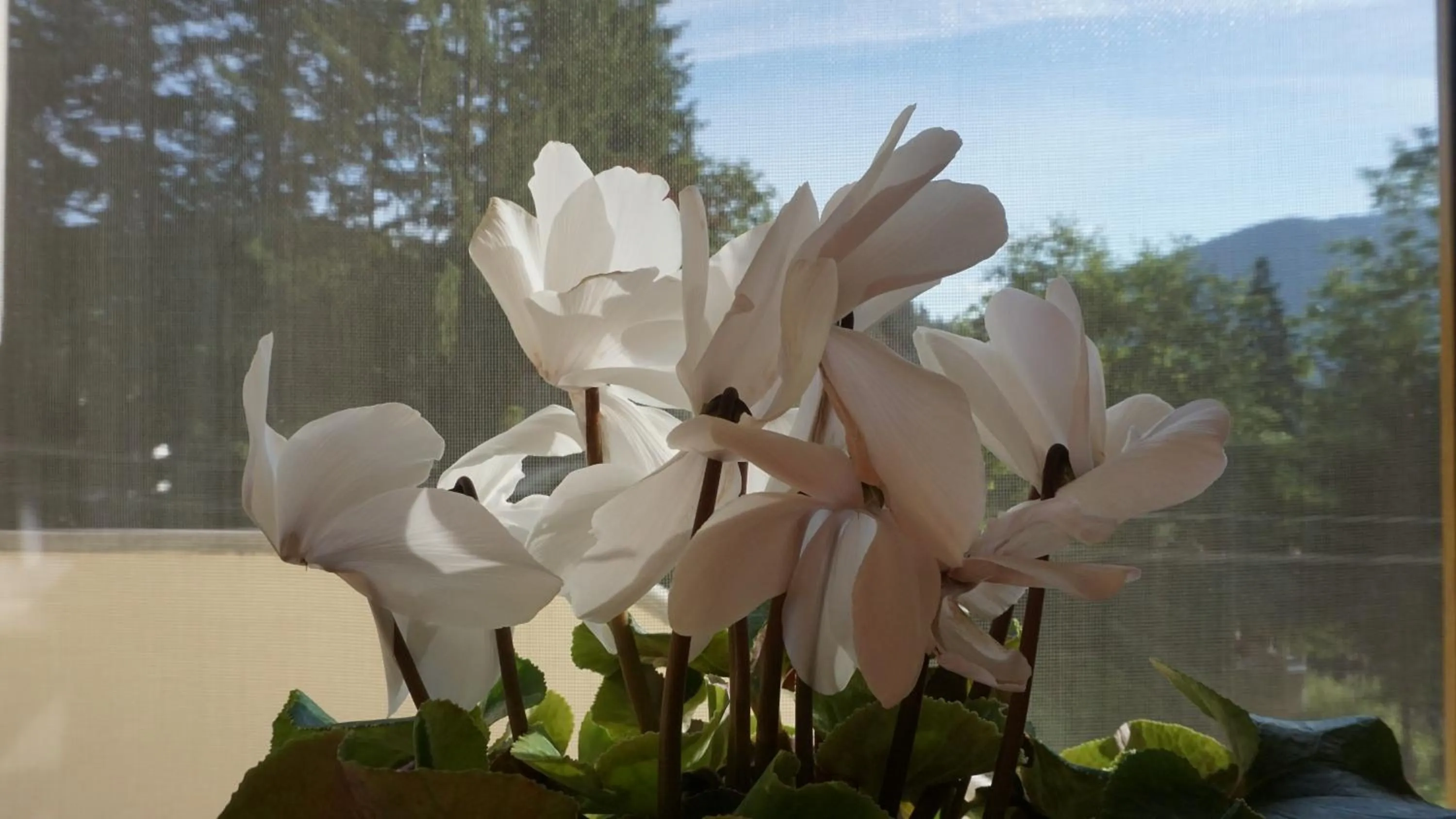 Decorative detail in Vila Arizto