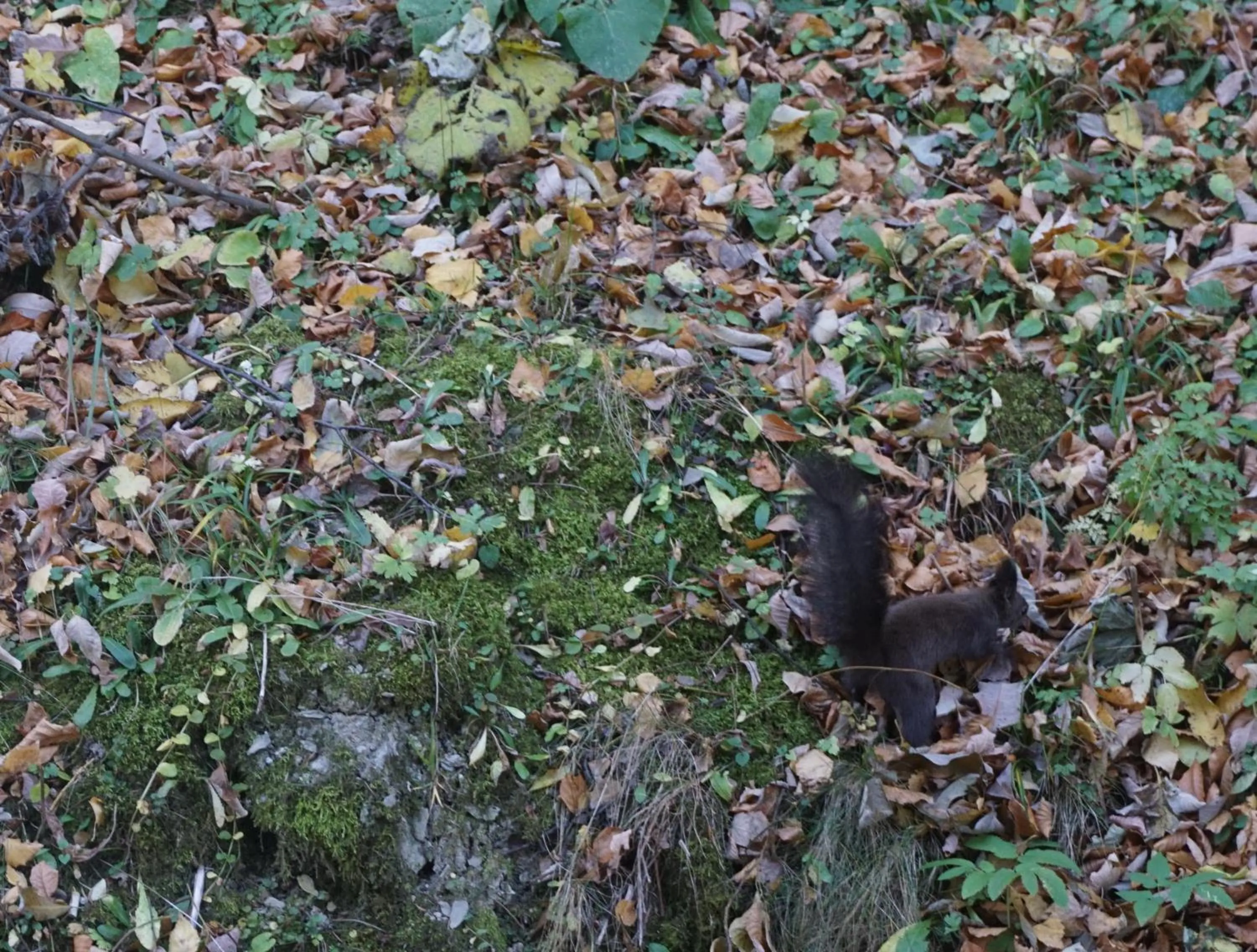 Animals in Vila Arizto