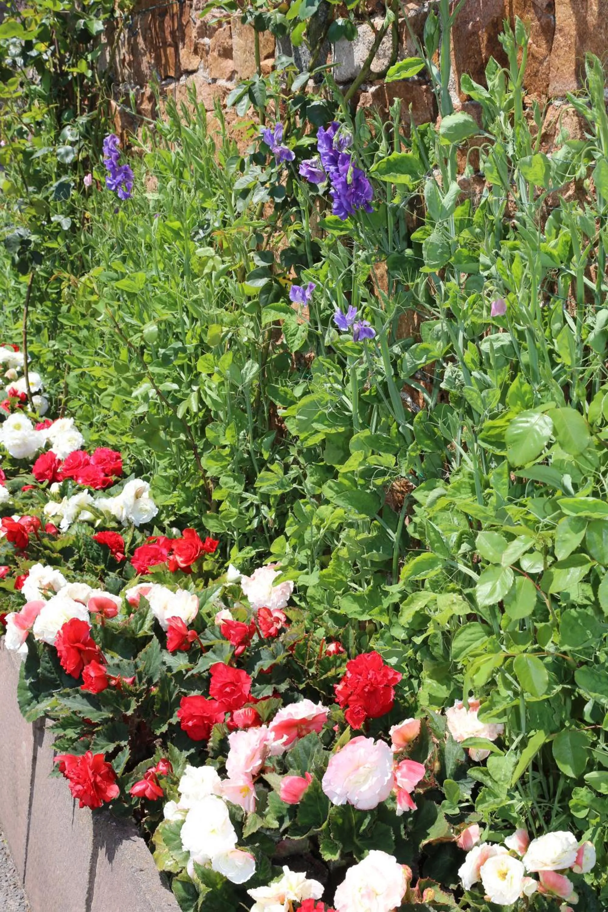 Garden in Beausite Hotel