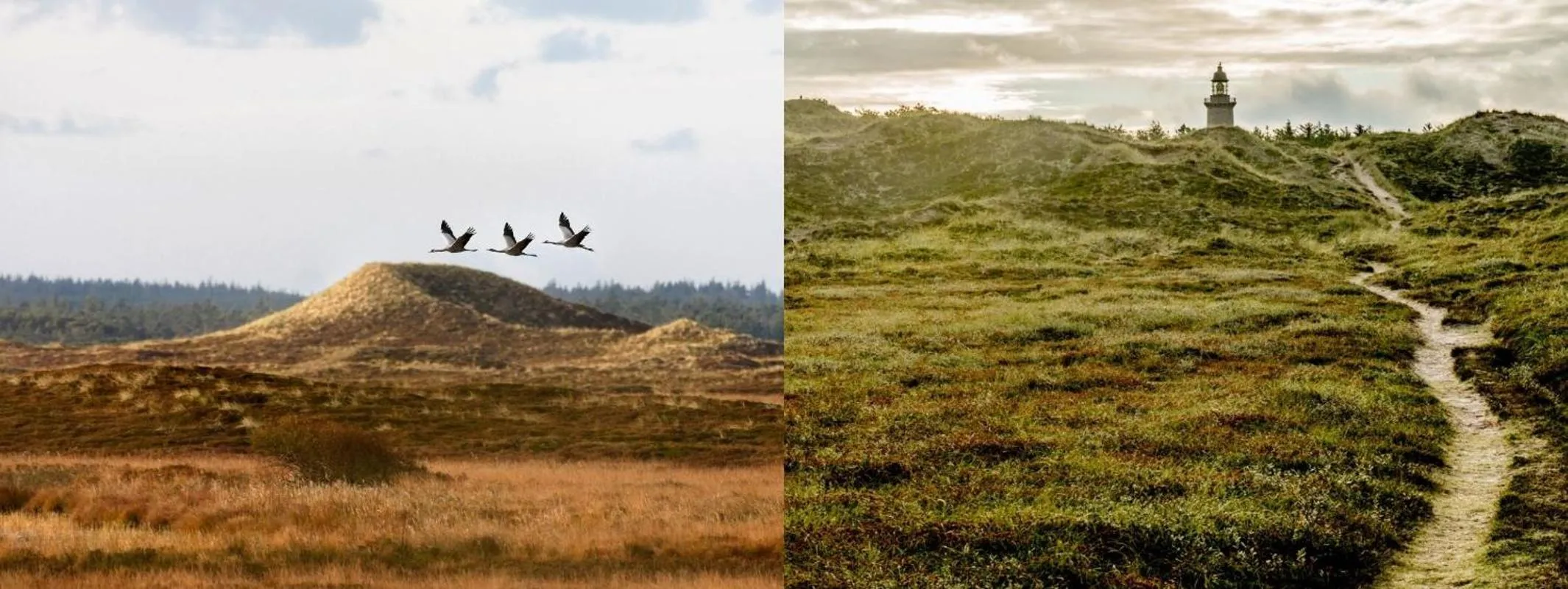 Natural landscape in Hotel Thinggaard