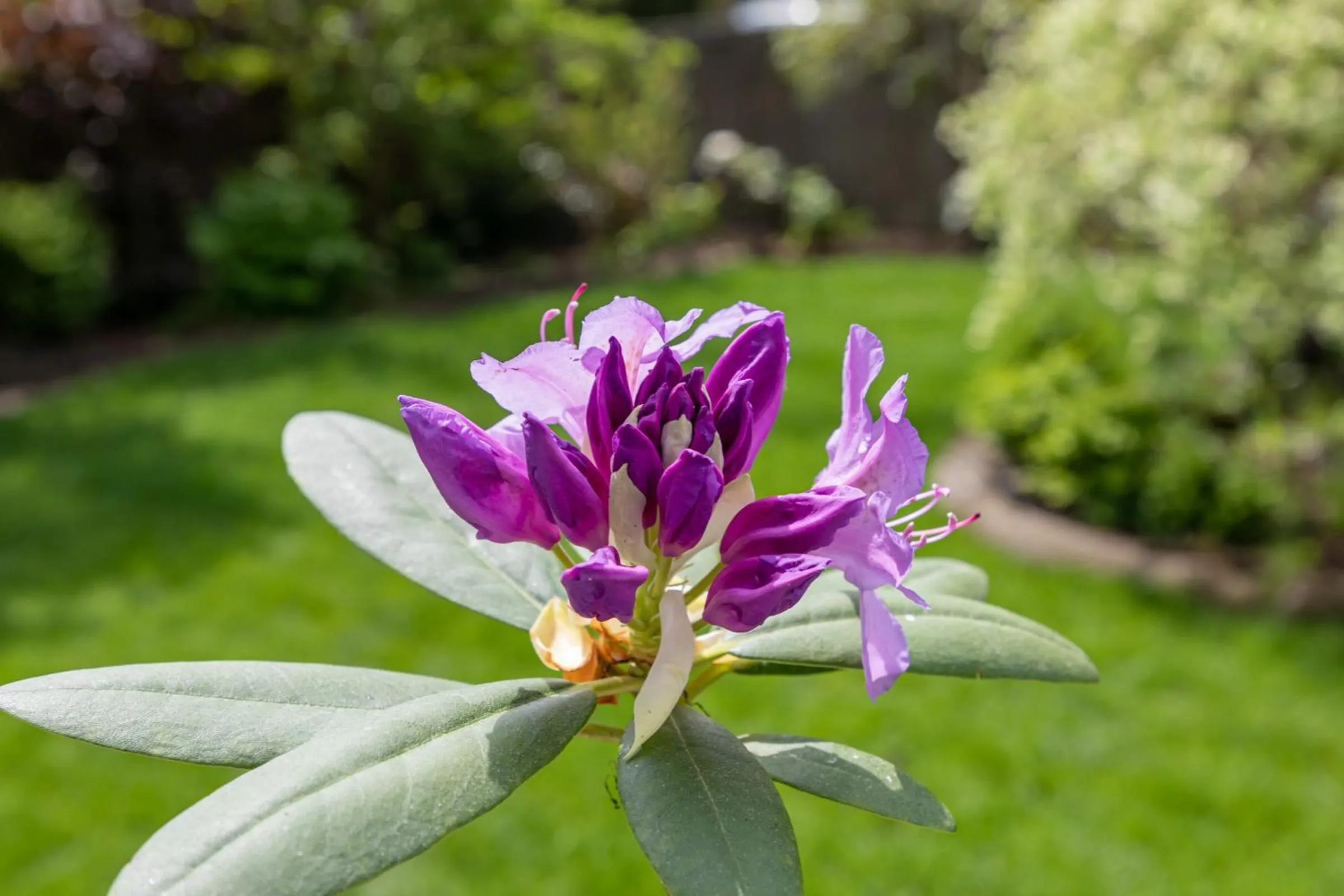 Garden view in Hotel Kaiserhof
