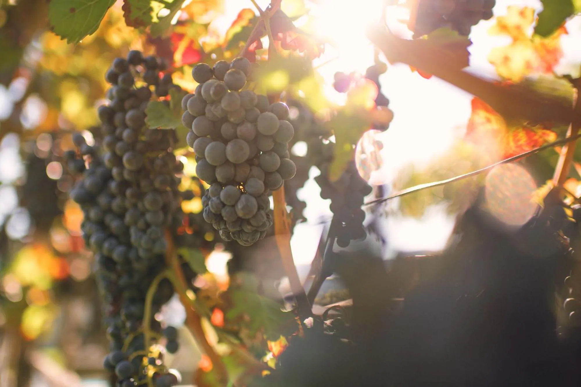Autumn in Hotel Mandelhof