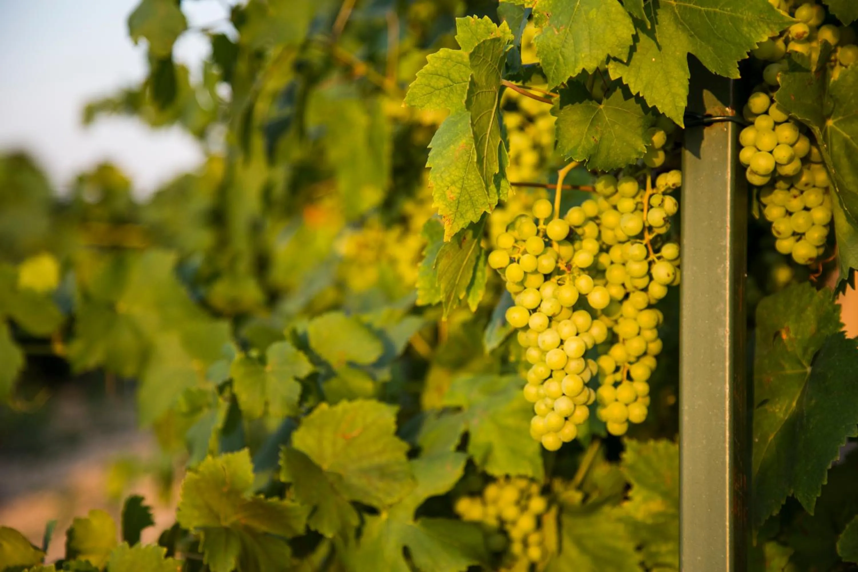 Garden in Kaliakria Resort