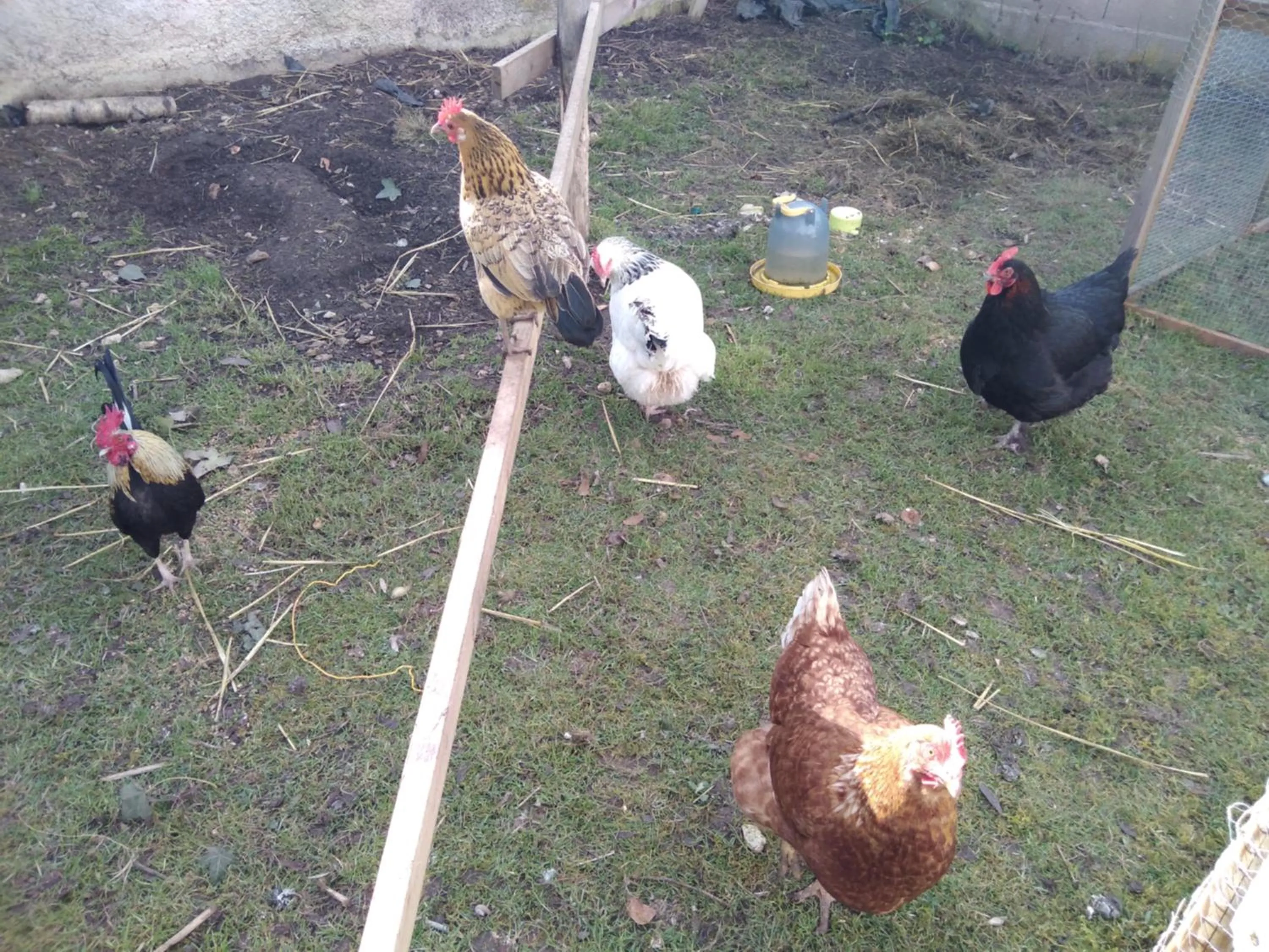 Animals in les tourterelles