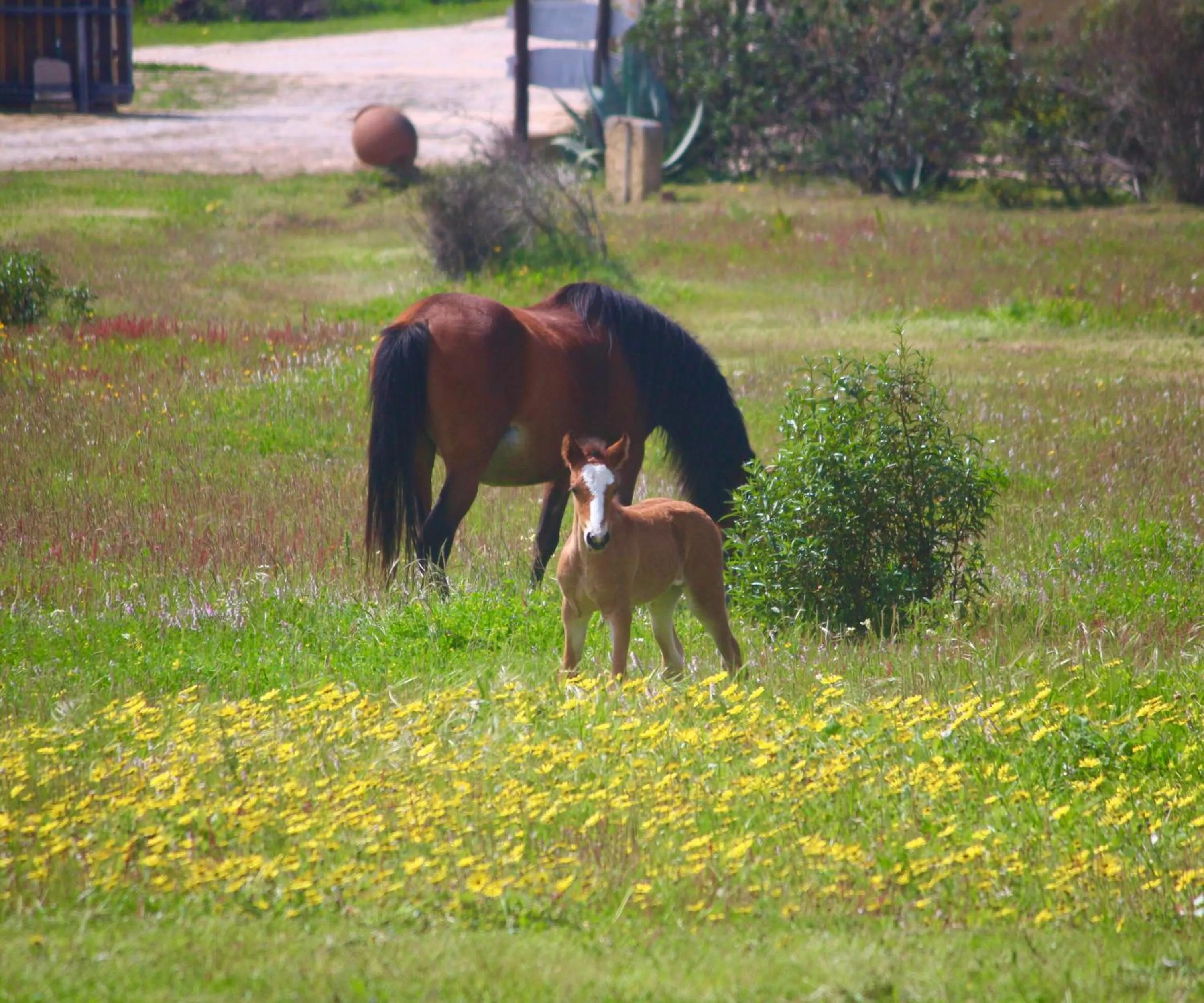 Pets in Herdade Monte Do Sol
