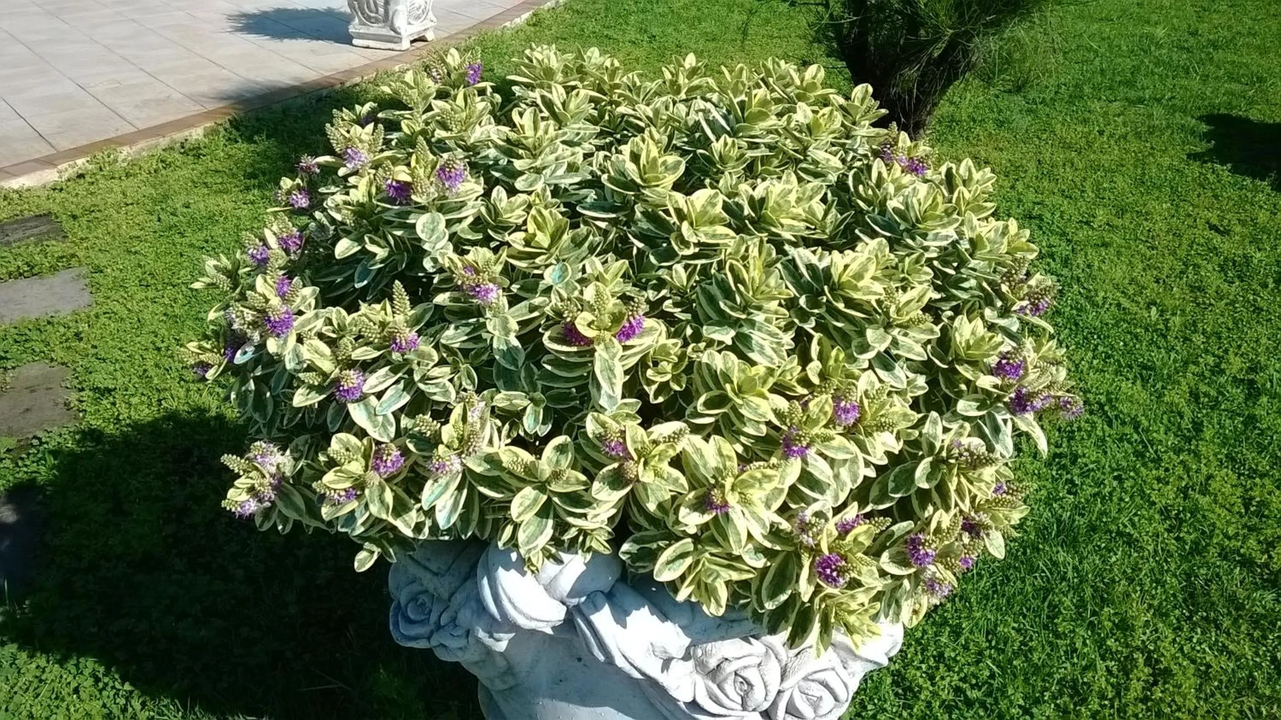 Garden in Hotel Ginevra