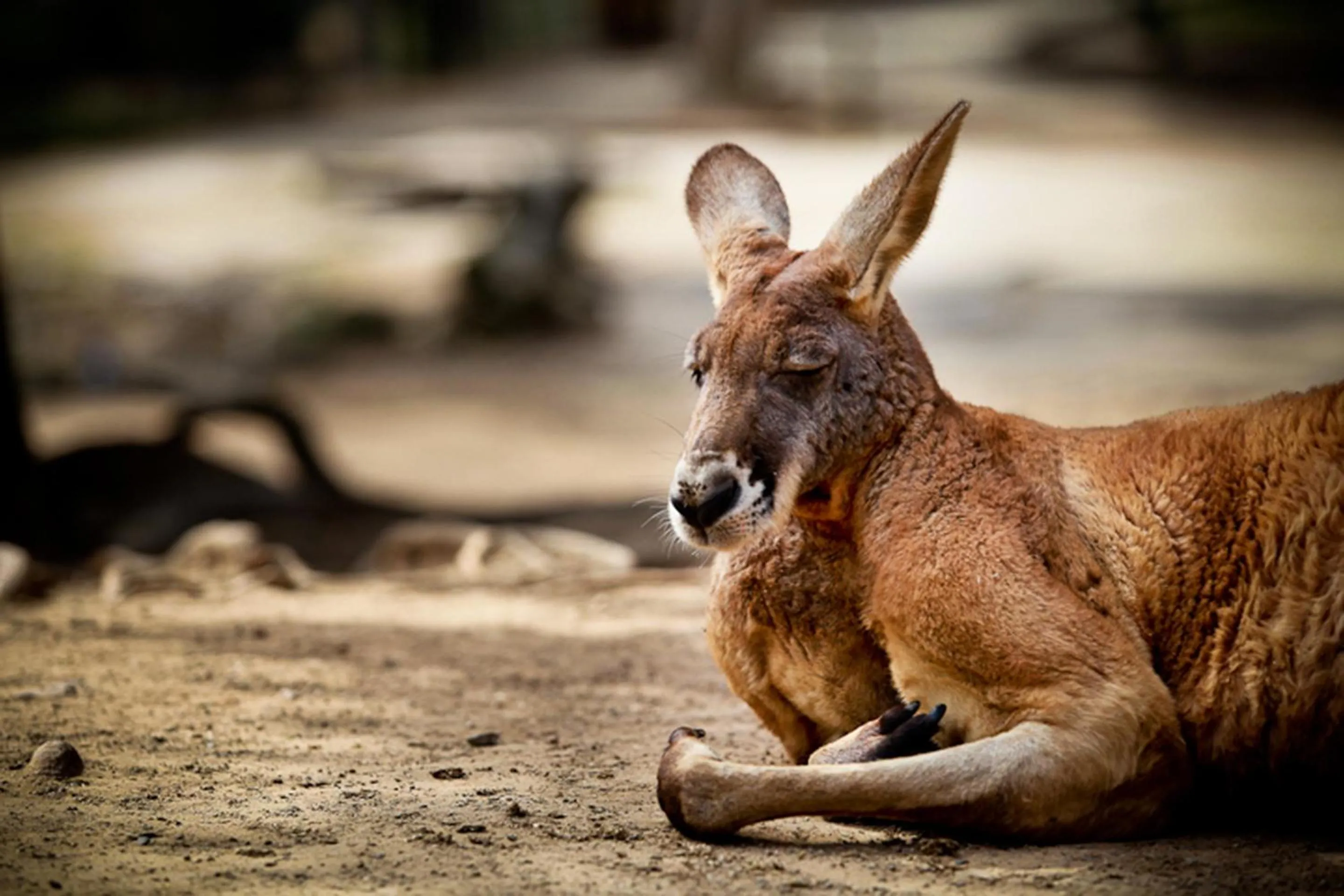 Animals in Sandcastles On Currumbin Beachfront, Gold Coast