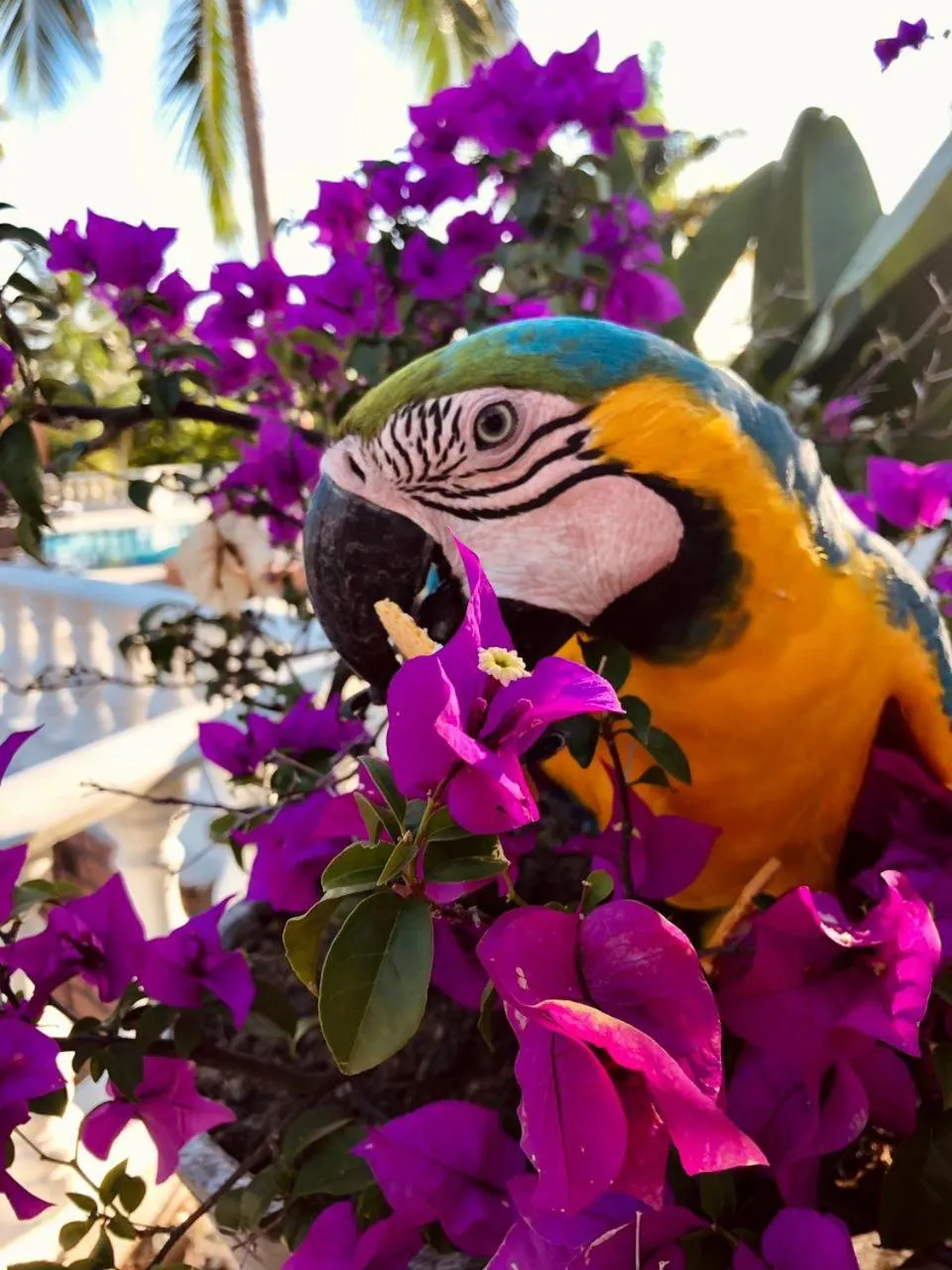 Animals in La Manola Finca Hotel