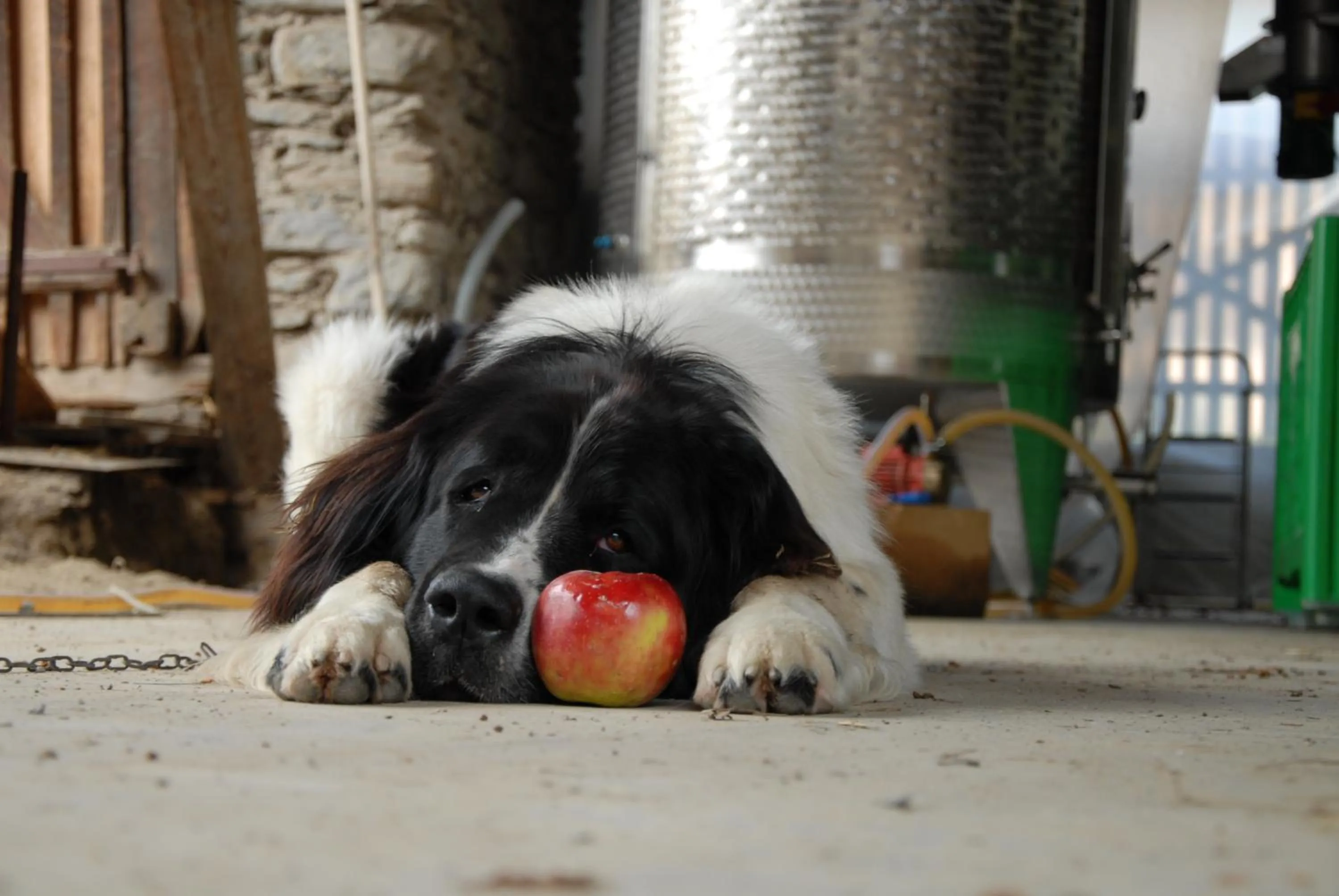 Animals in Landhotel Anna