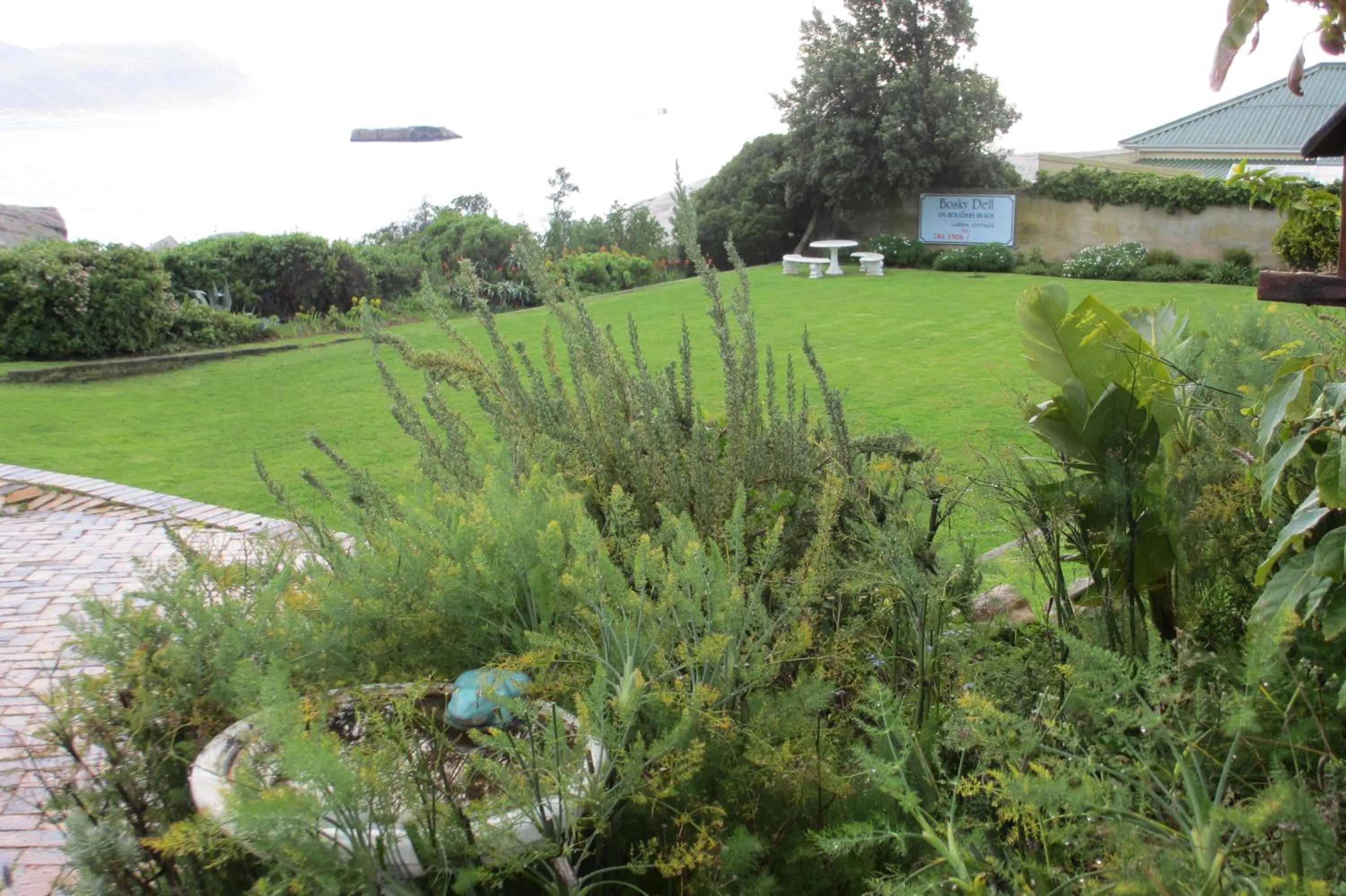 Spring in Bosky Dell on Boulders Beach