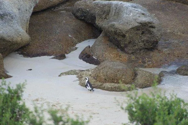Natural landscape in Bosky Dell on Boulders Beach