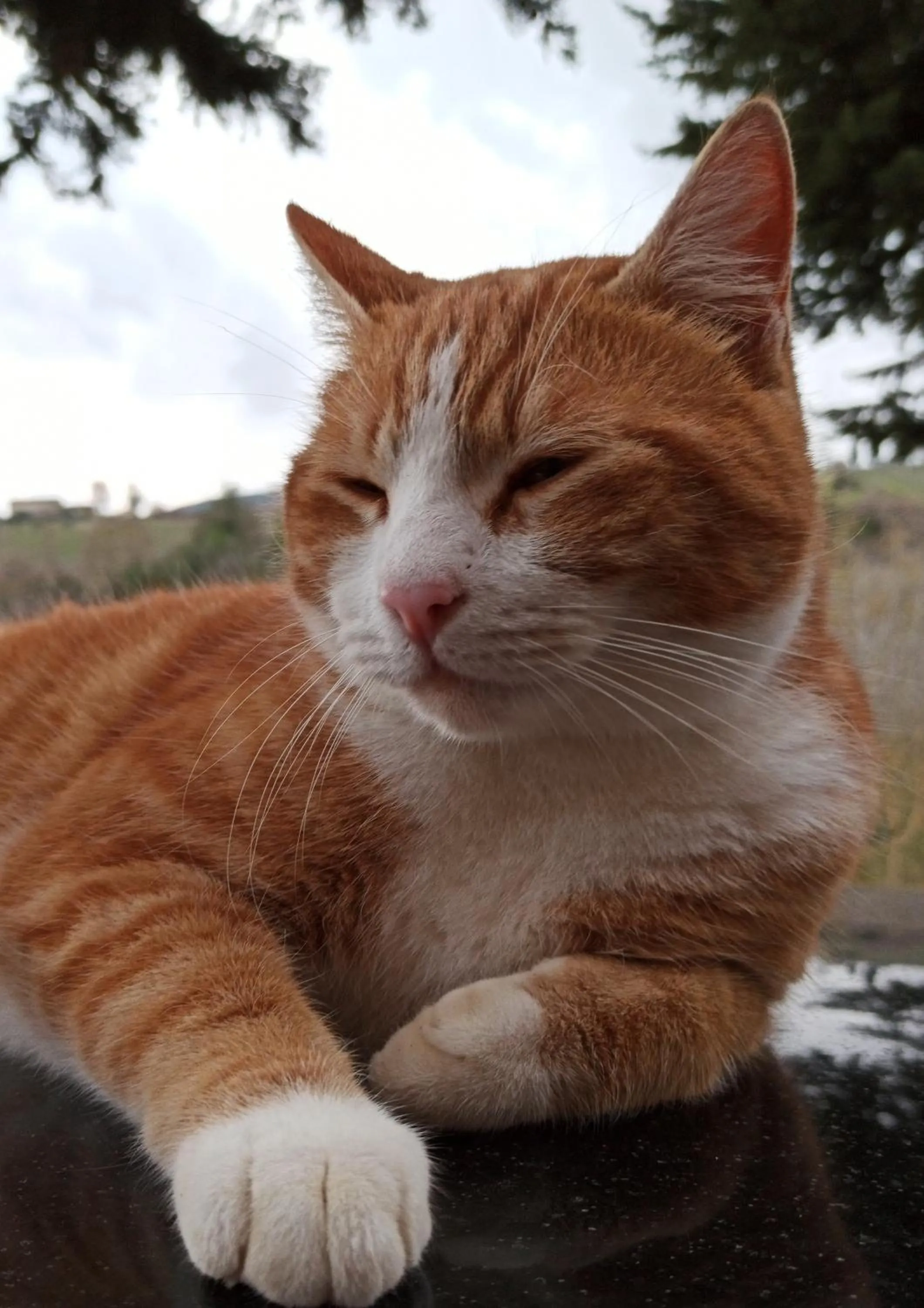 Animals in Rocca degli Olivi