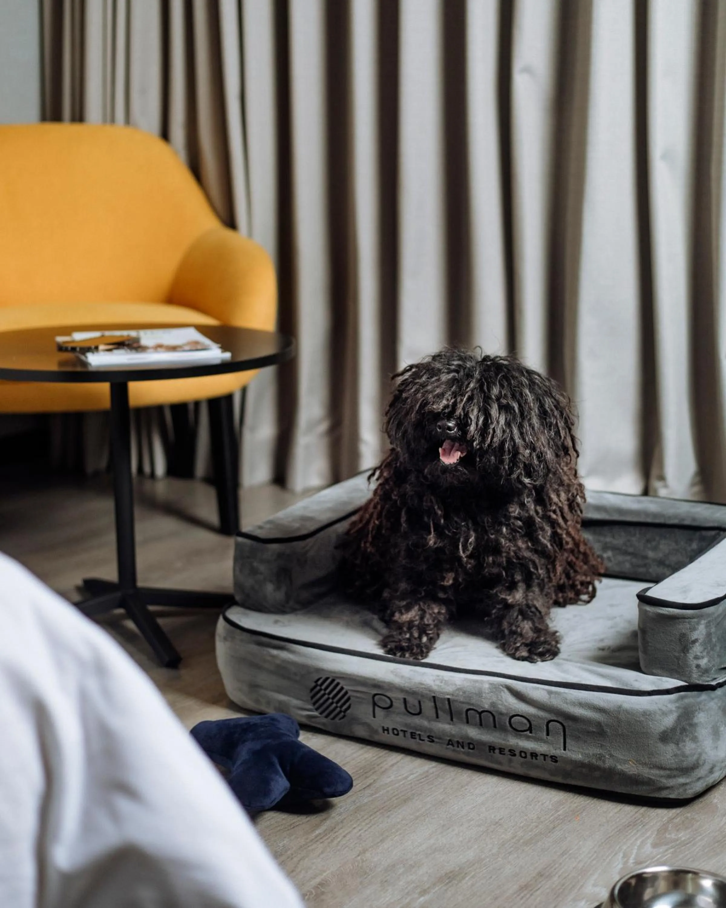 Pets in Pullman Lima San Isidro