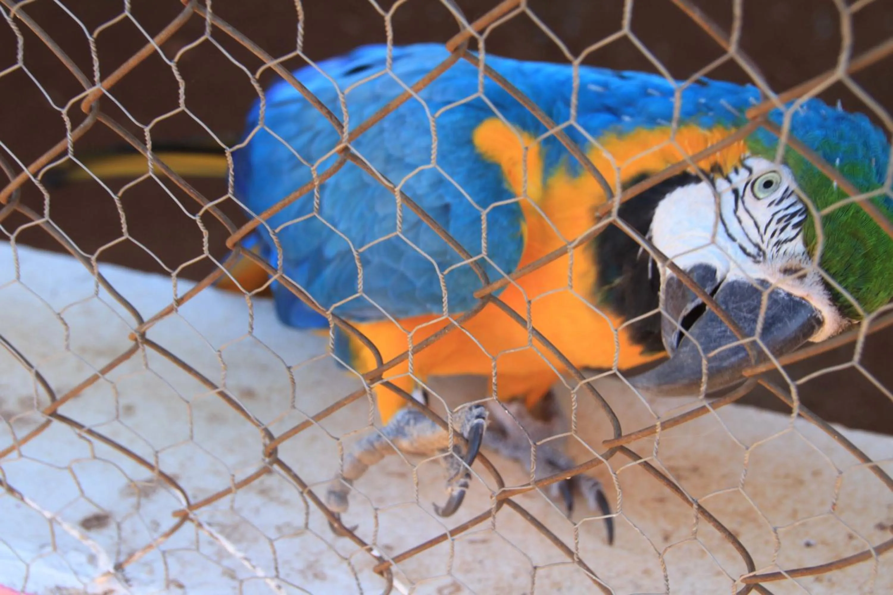 Animals in Villa Verde Hotel