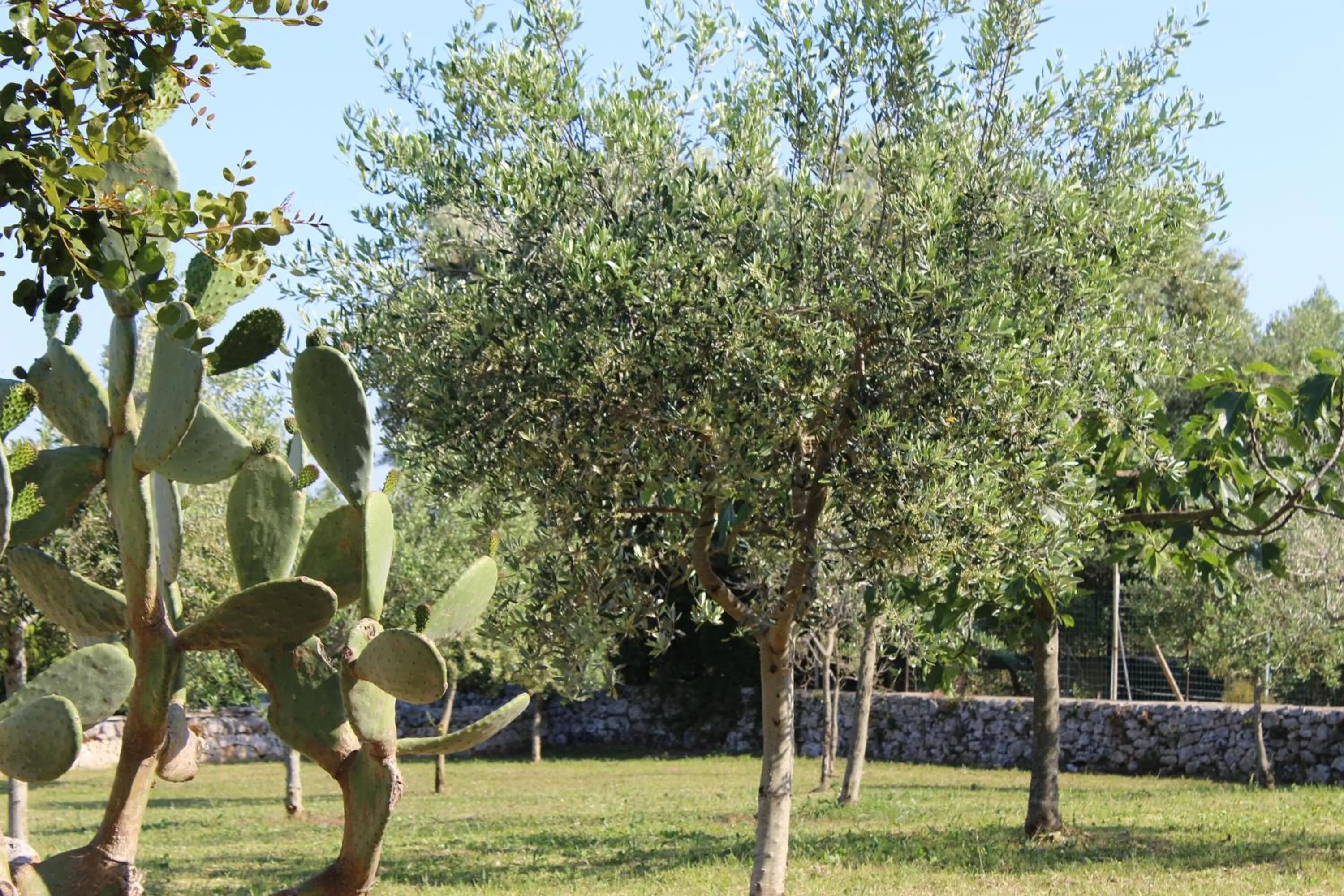 Garden in Masseria Tolla