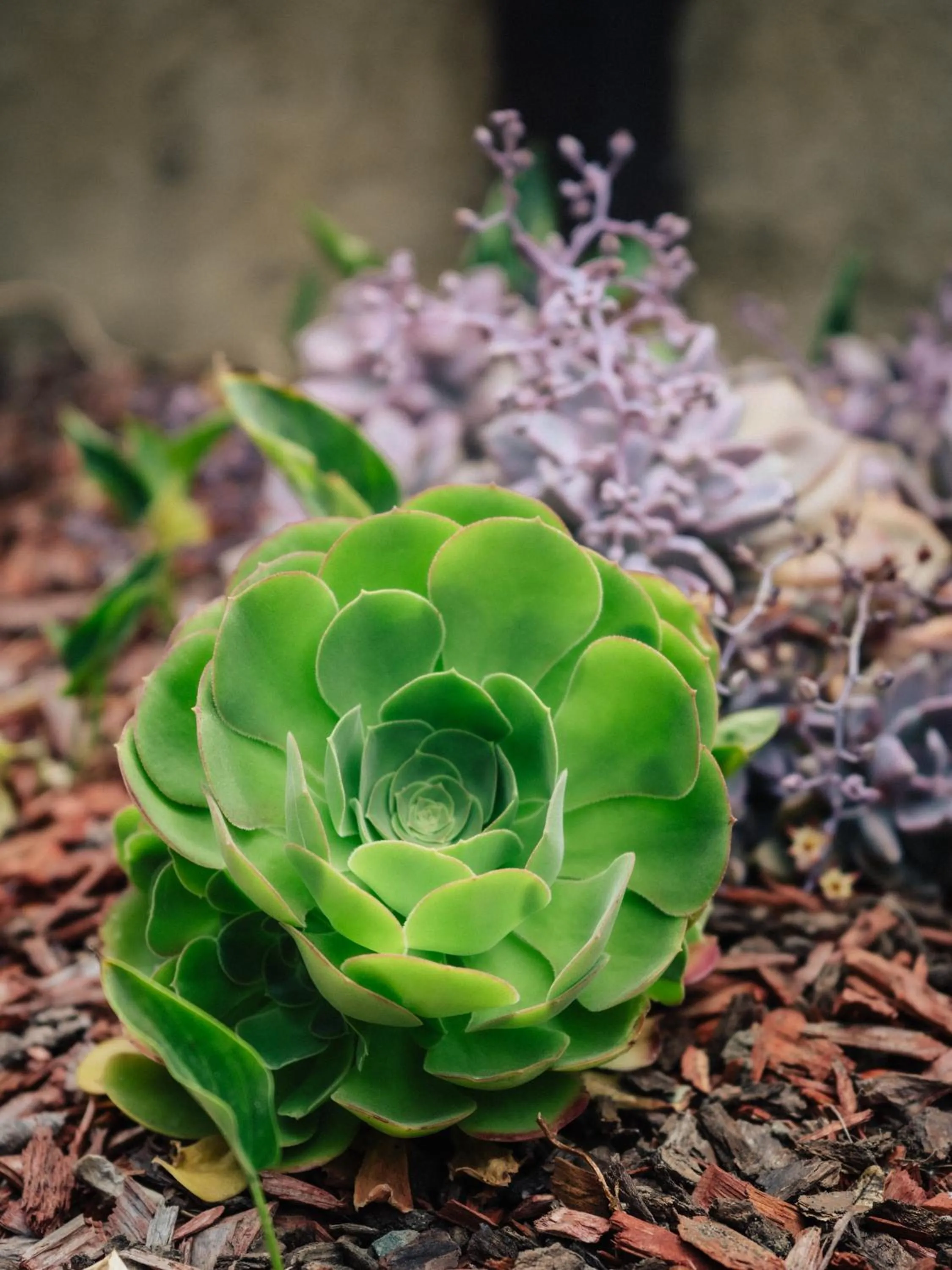 Garden in Ocean View Inn