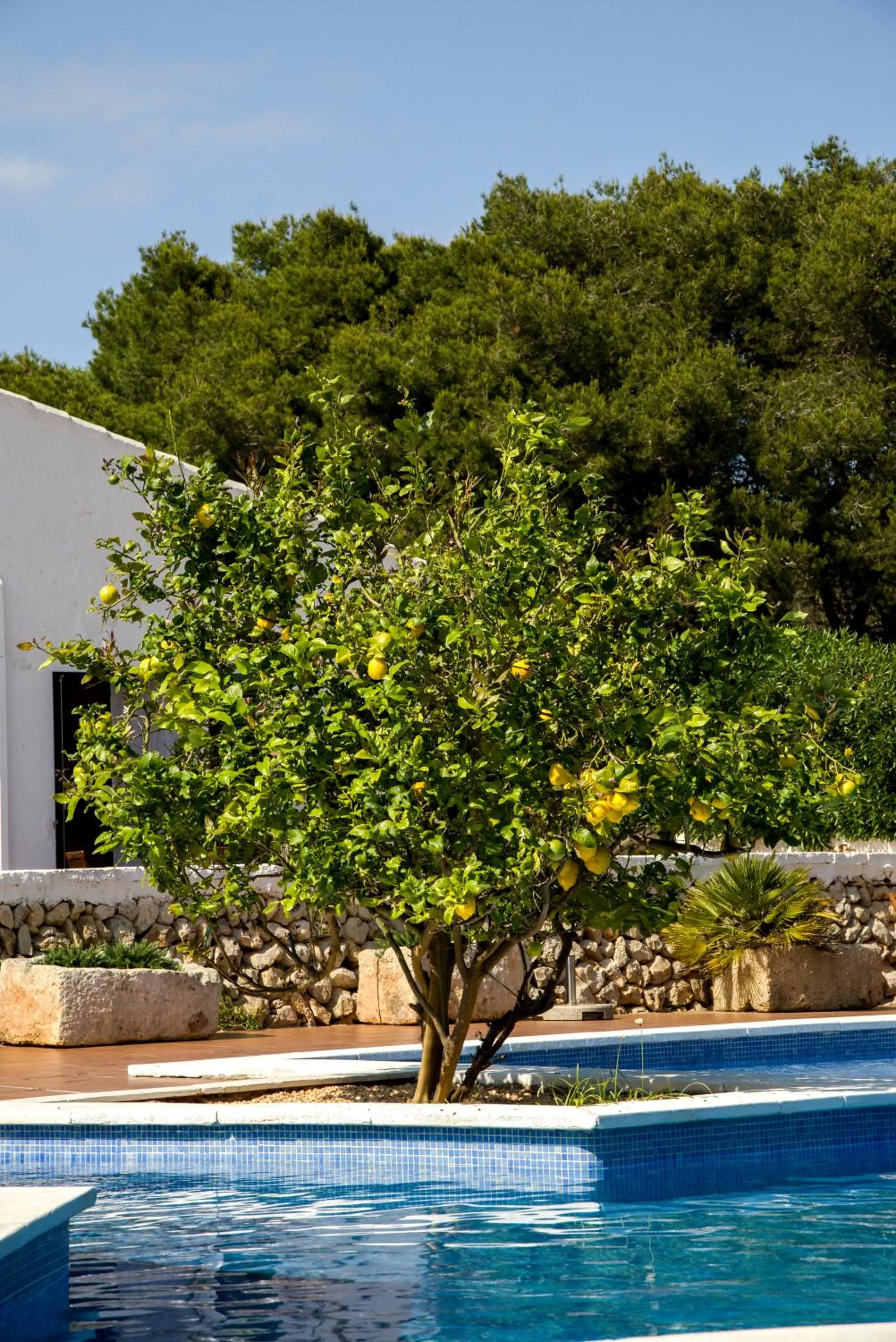 Garden in Agroturismo Binissafullet Vell