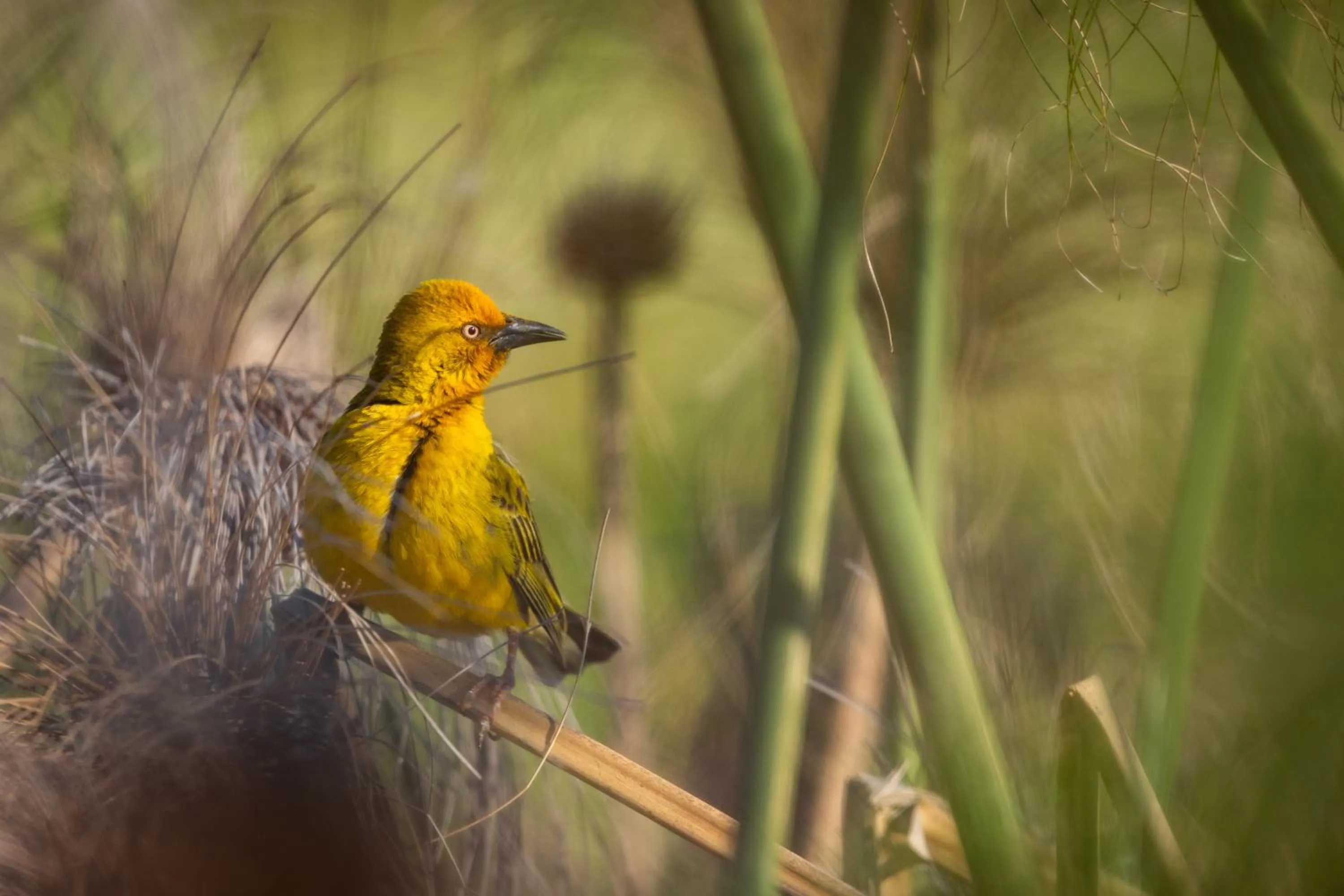 Day in Devonvale Golf & Wine Estate