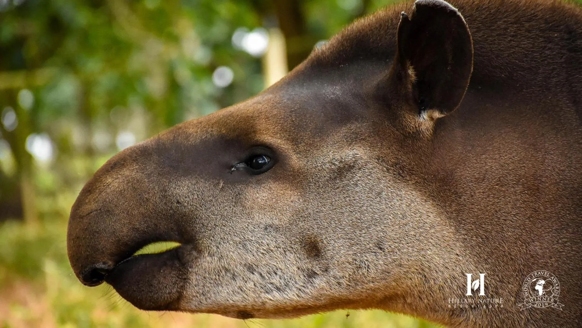 Animals in Hillary Nature Resort & Spa All Inclusive