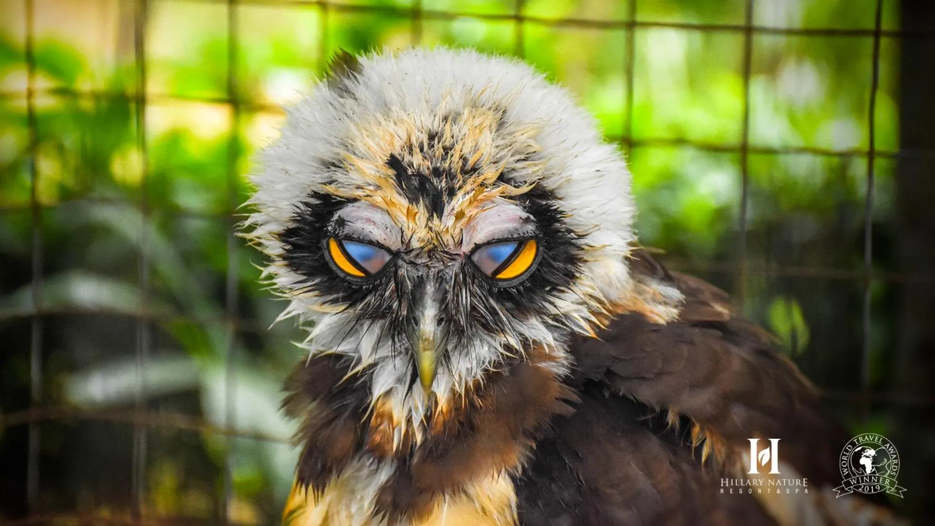 Animals in Hillary Nature Resort & Spa All Inclusive