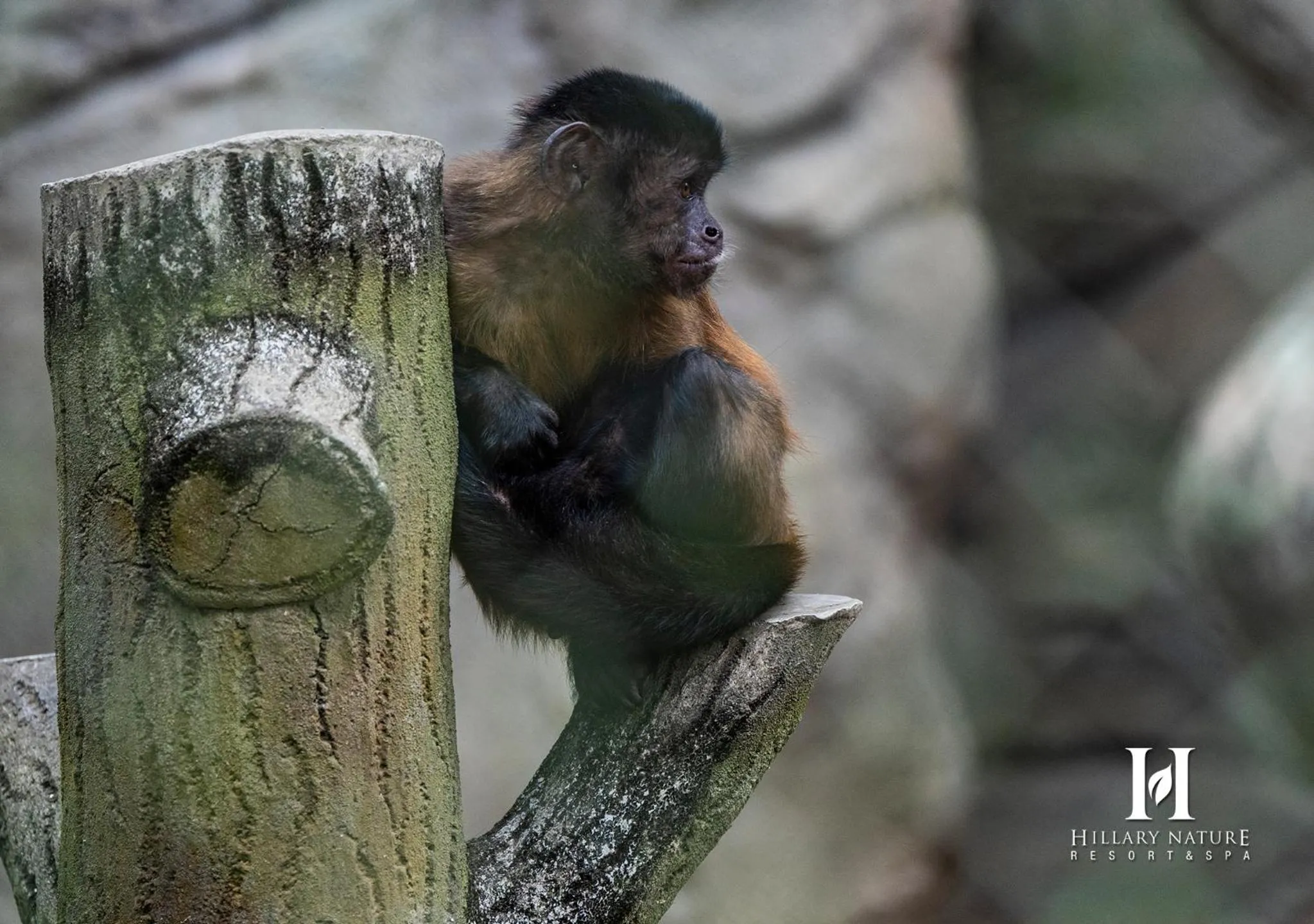 Animals in Hillary Nature Resort & Spa All Inclusive