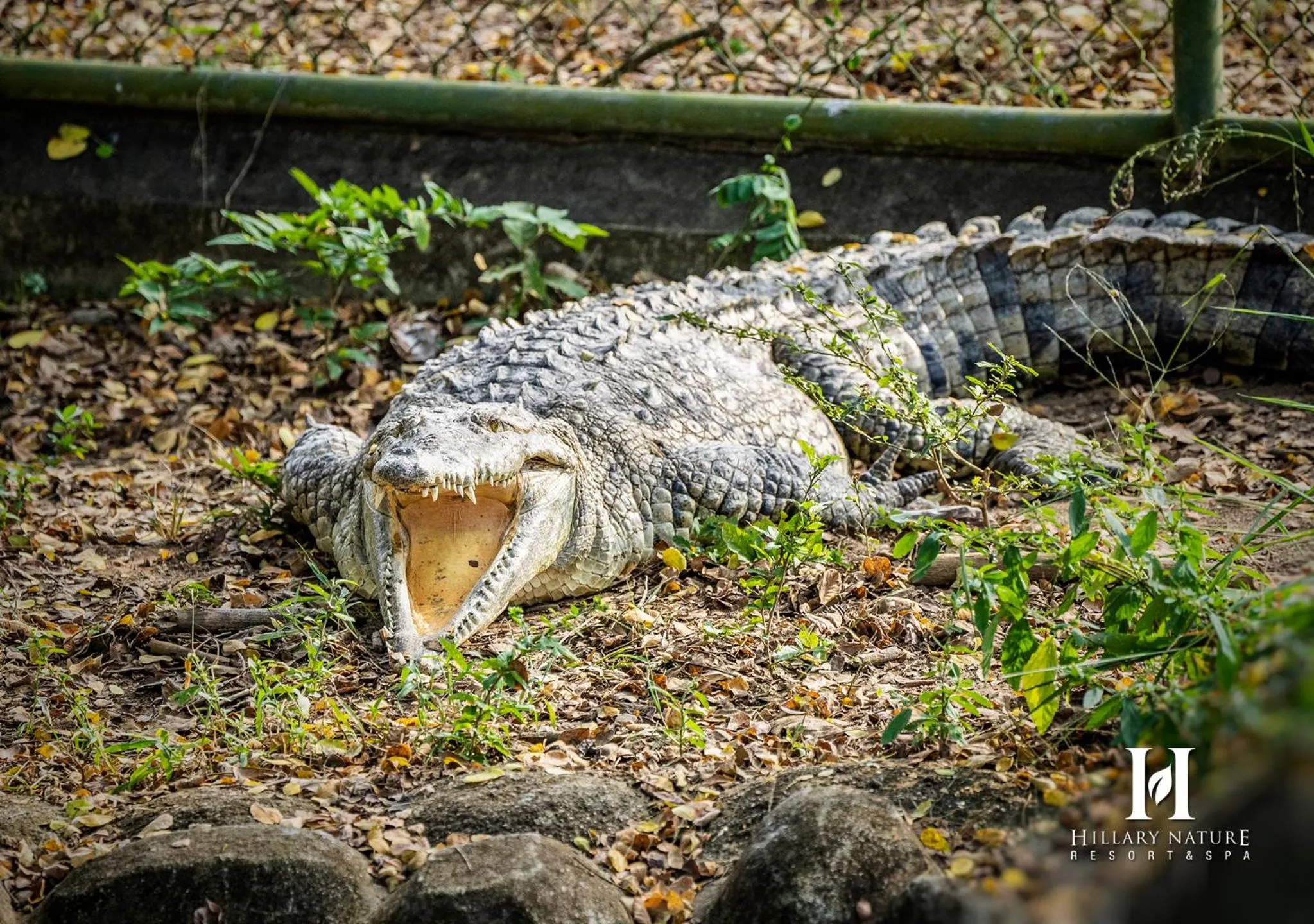 Animals in Hillary Nature Resort & Spa All Inclusive