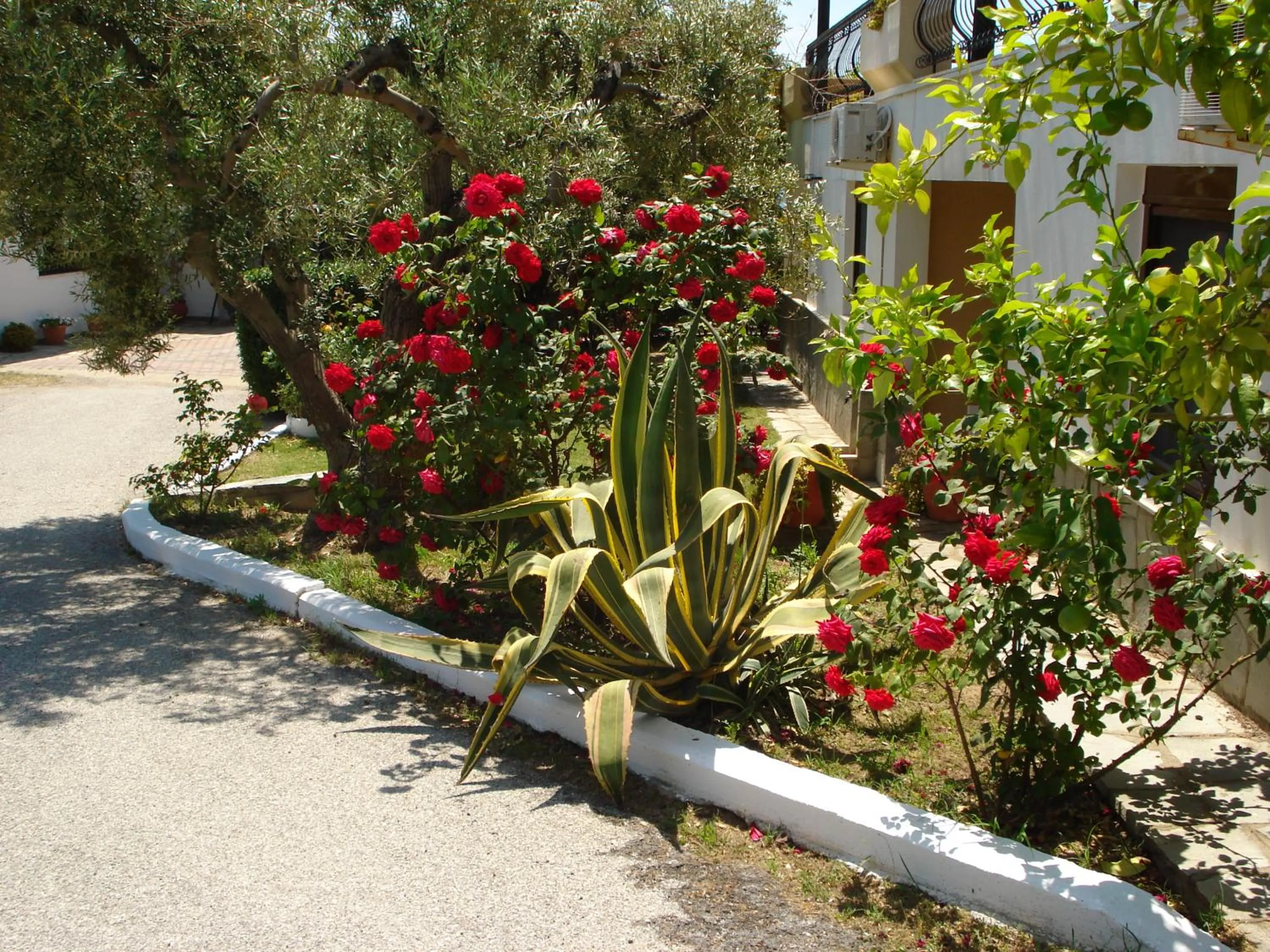 Garden in Asteris Village