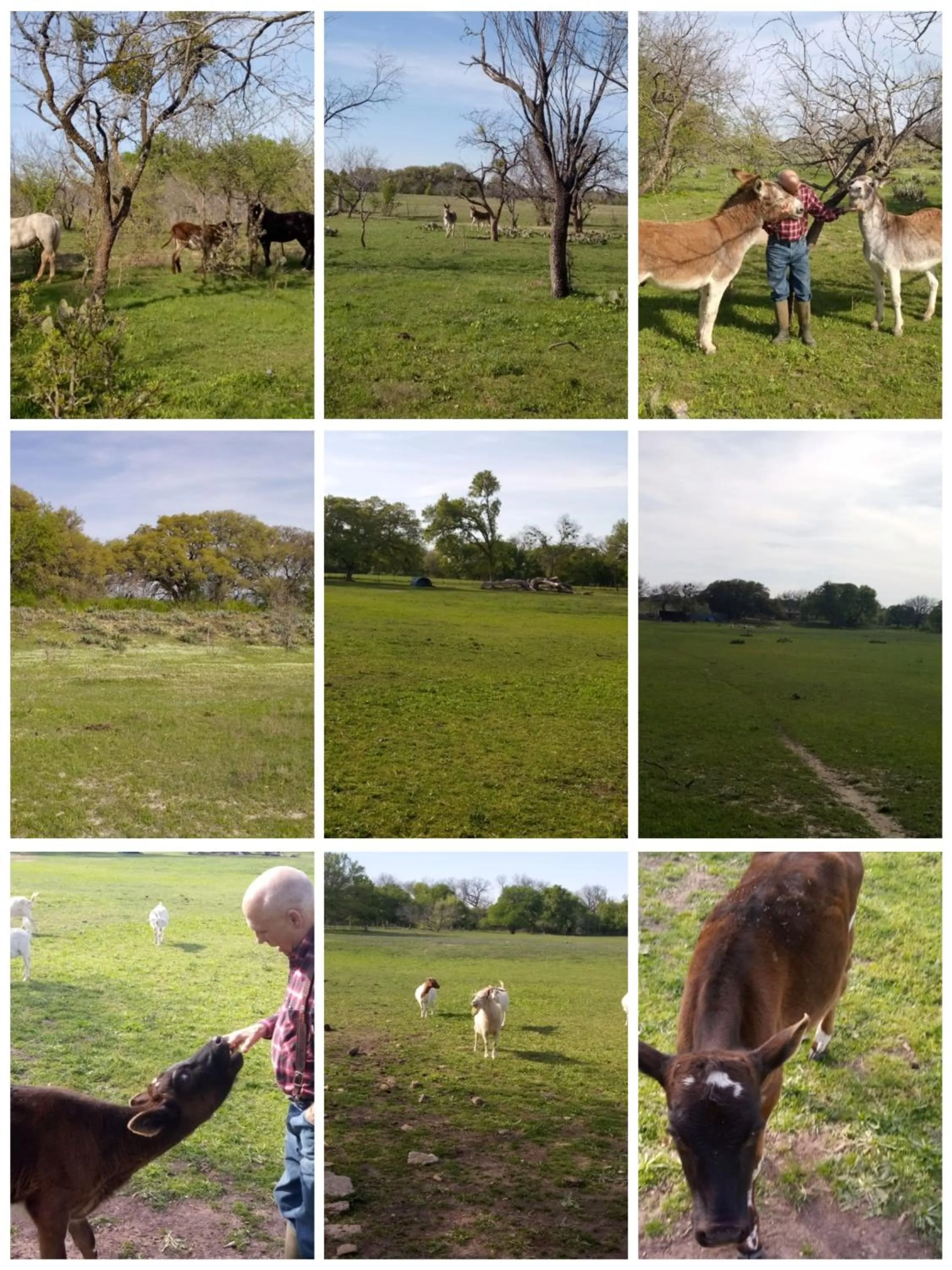 Constantino Farms