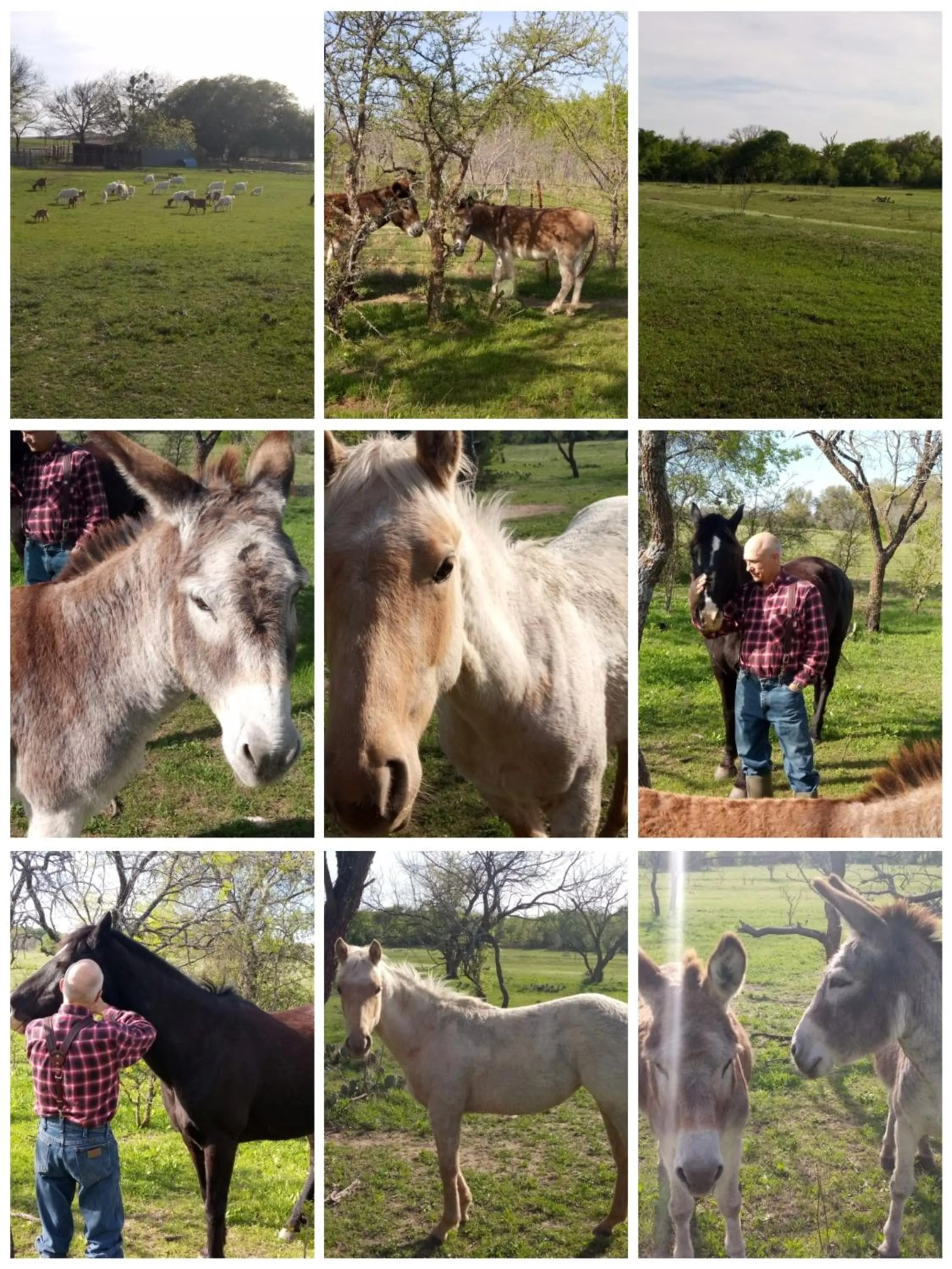 Constantino Farms