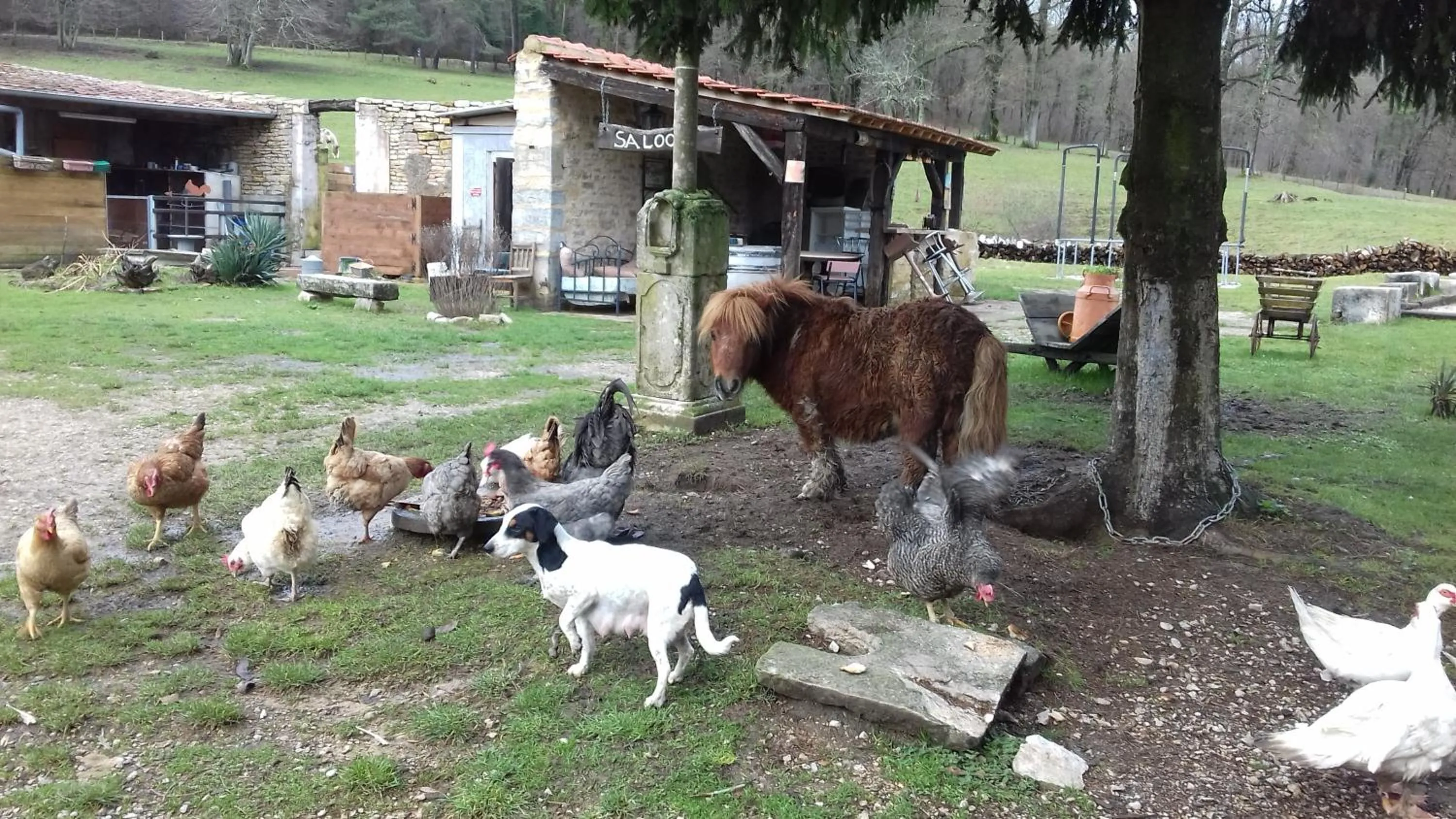 Animals in Domaine de Fontenelay