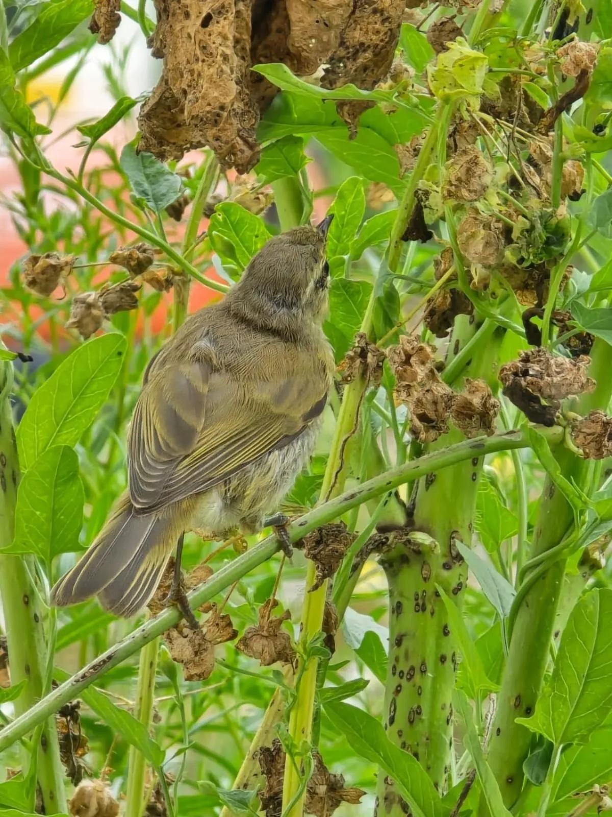 Animals in Domaine de Fontenelay