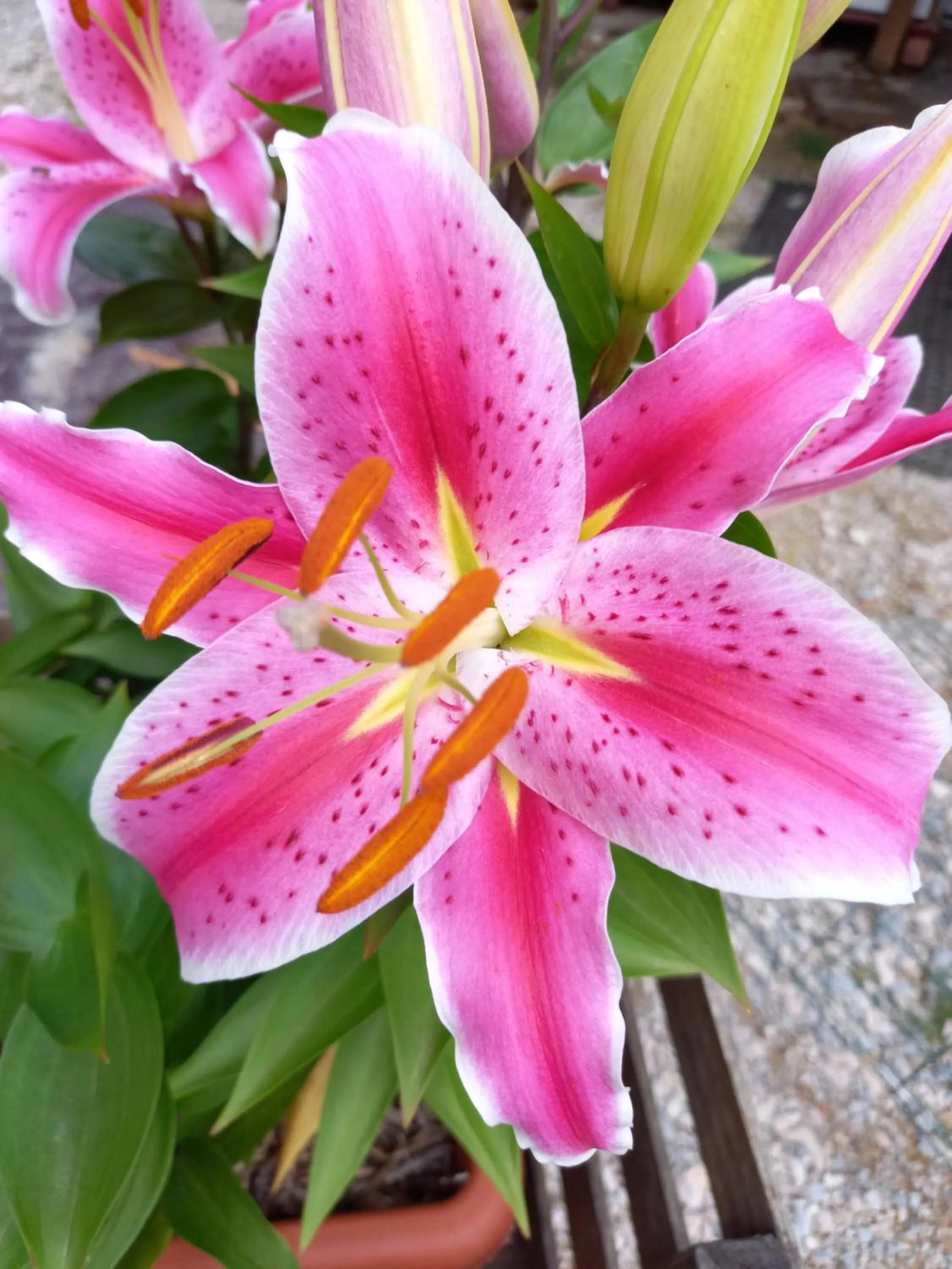 Garden in Domaine de Fontenelay