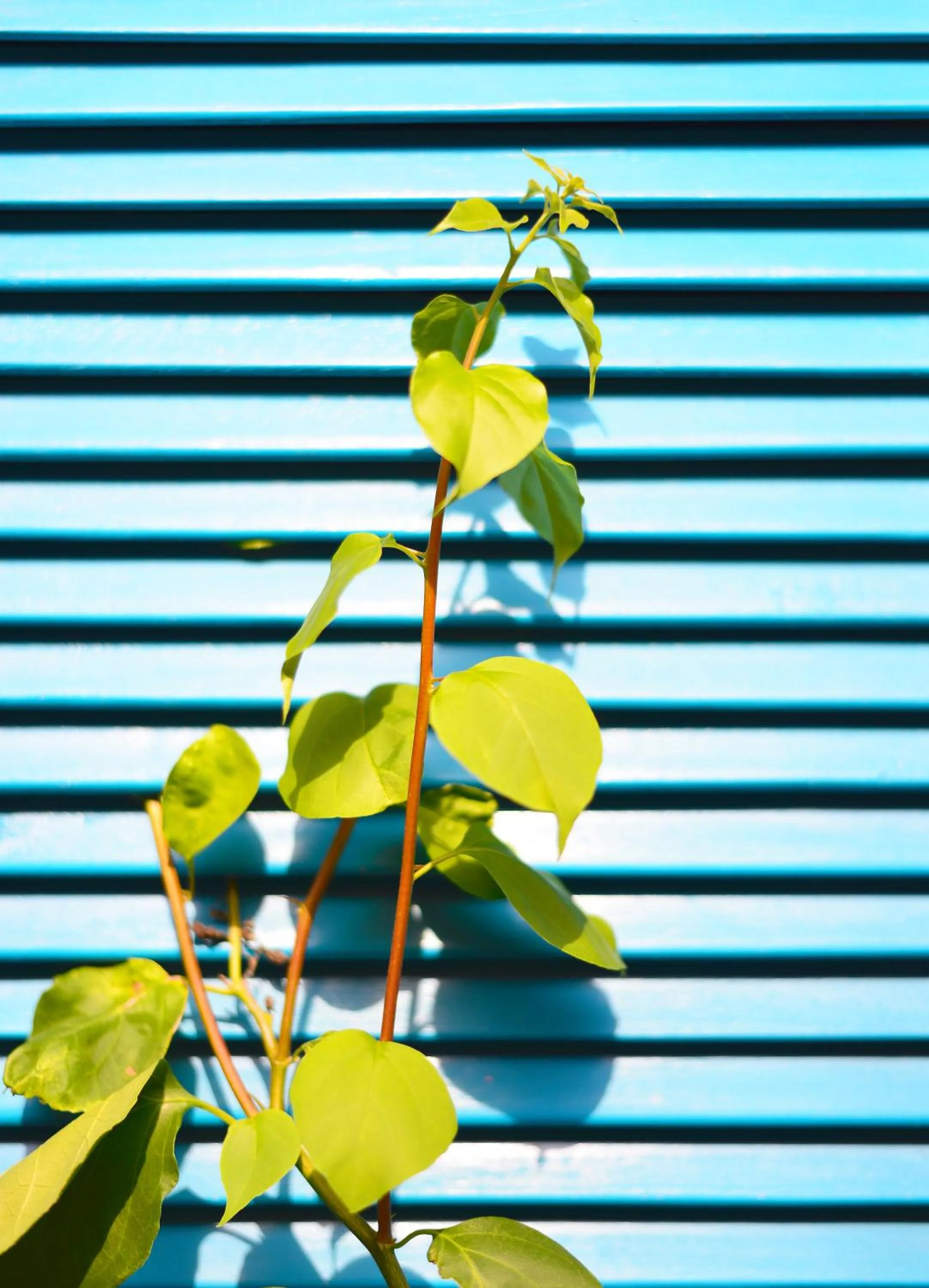 Text overlay in Hotel Casamart Rodadero