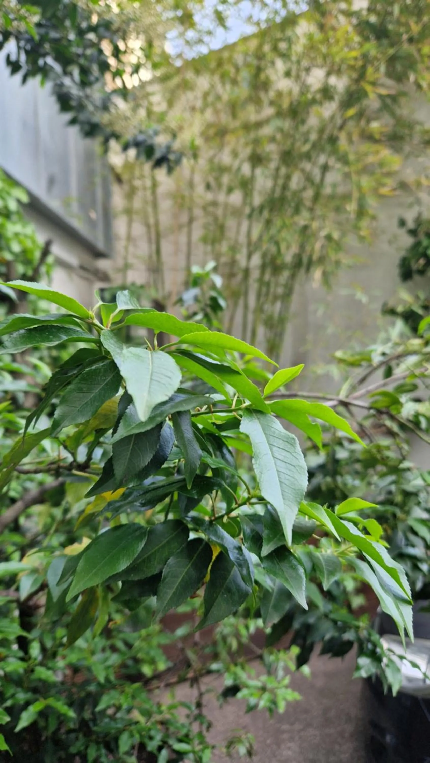 Natural landscape in Hostel Köln