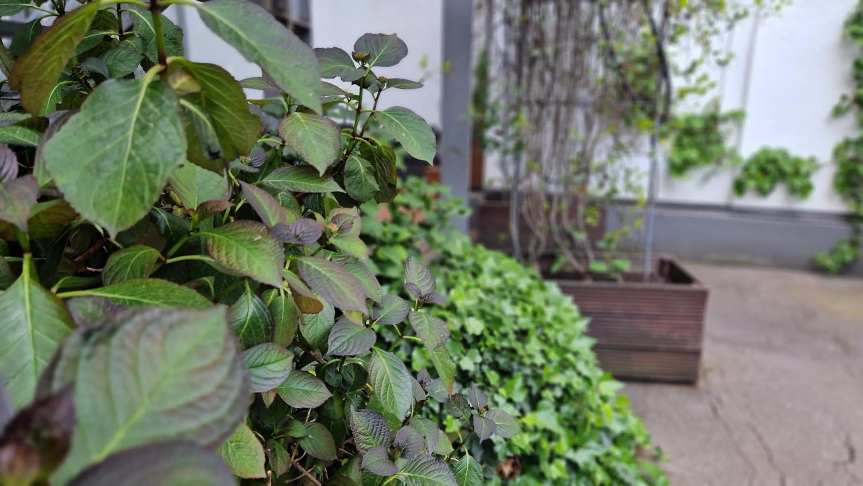 Garden in Hostel Köln