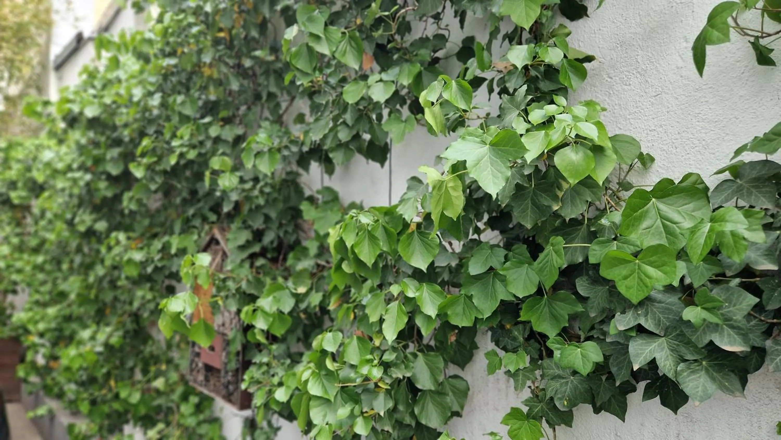 Natural landscape in Hostel Köln