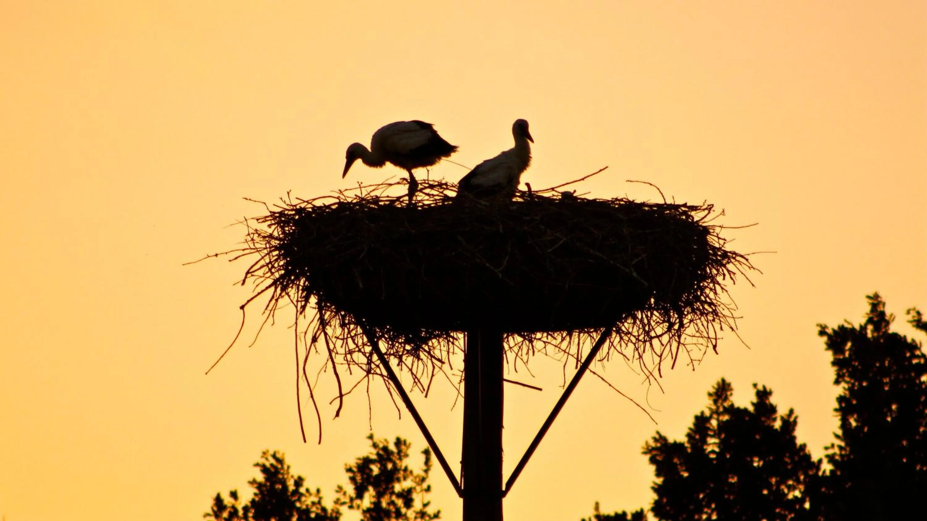 Animals in Kasteel Sterkenburg