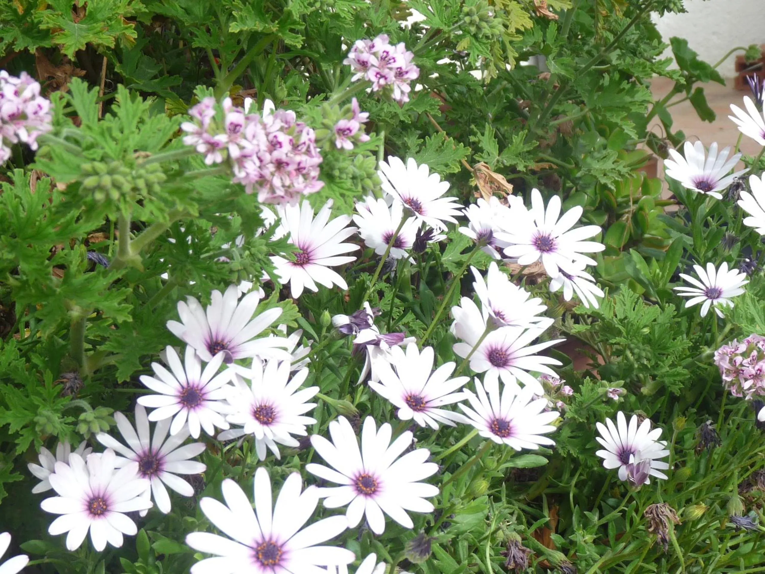 Garden in Can Rosich