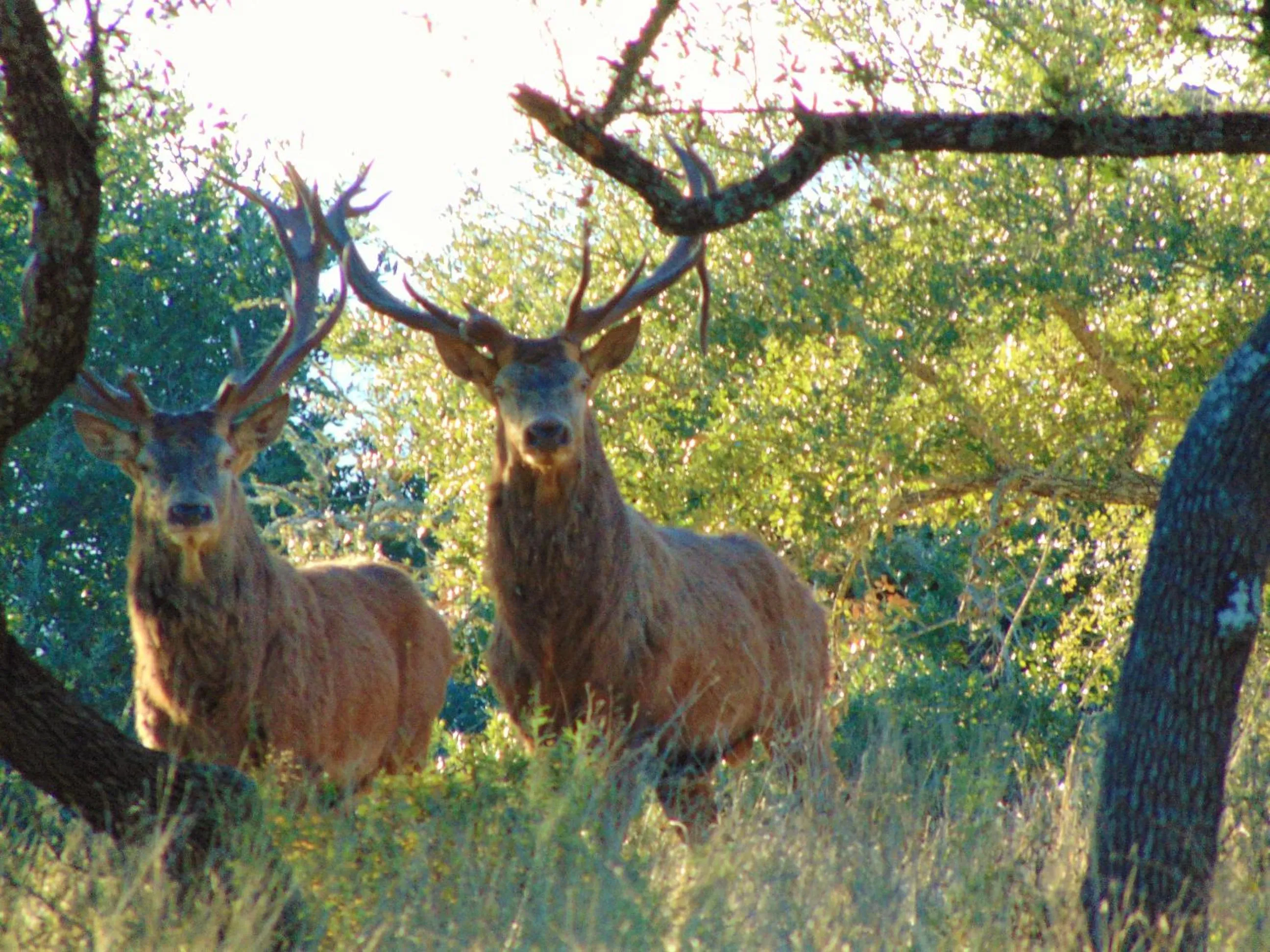 Animals in Glory Hills Ranch