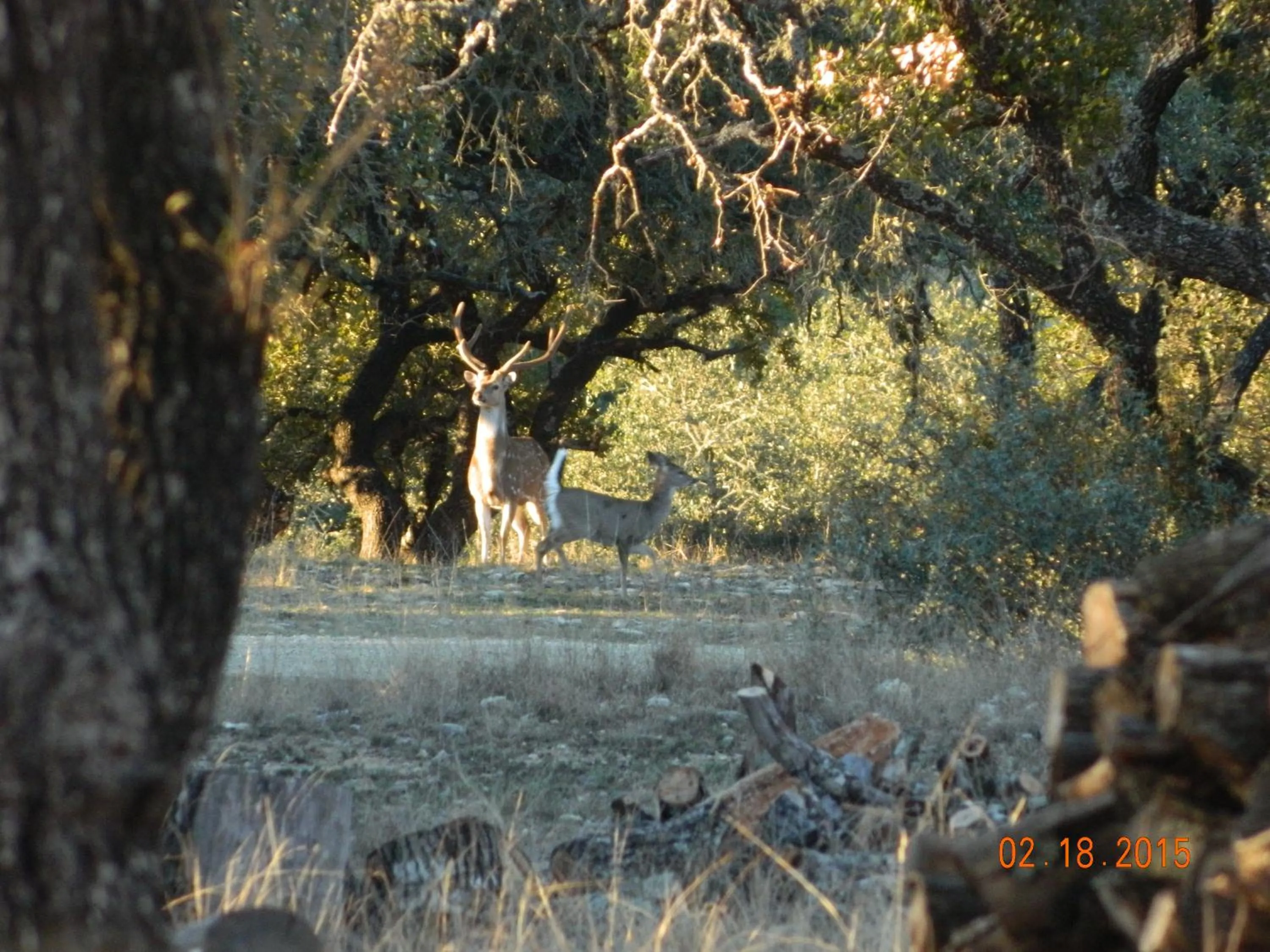 Animals in Glory Hills Ranch