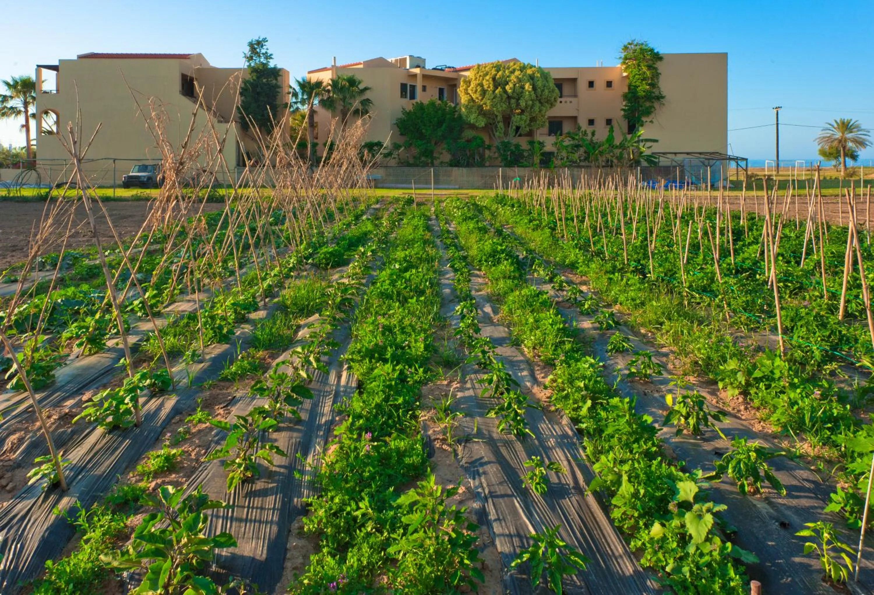 Garden in Silver Beach Hotel & Apartments