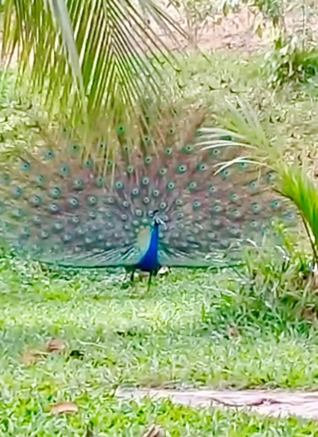 Garden view in Good Vibes Villas
