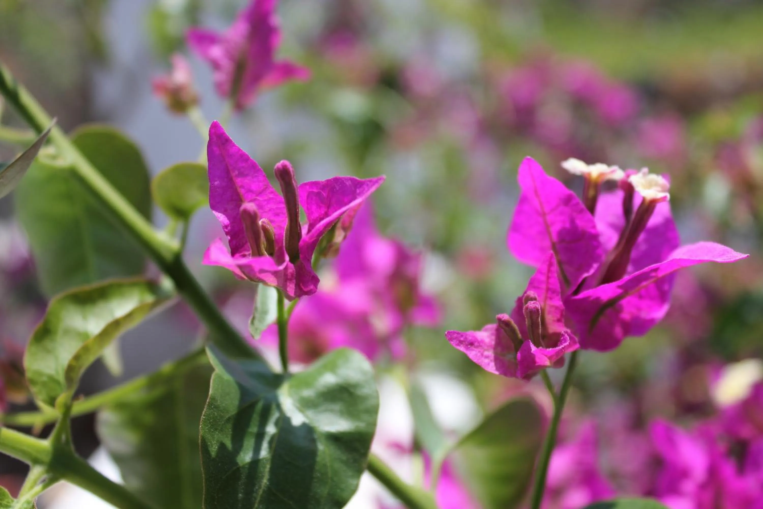 Garden in Unique Galini Oia - Adults Only