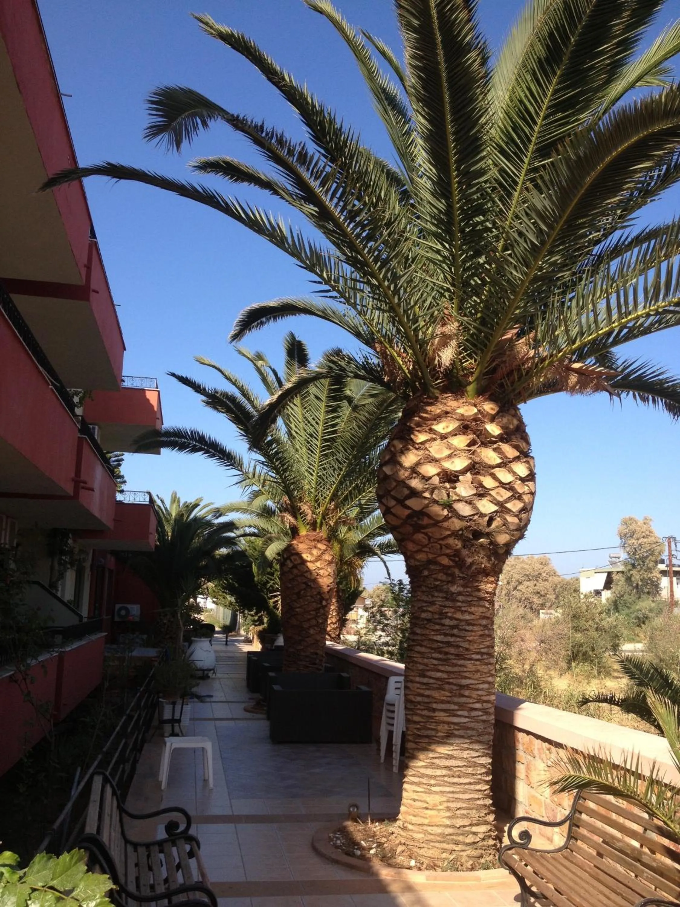 Garden in Morning Star