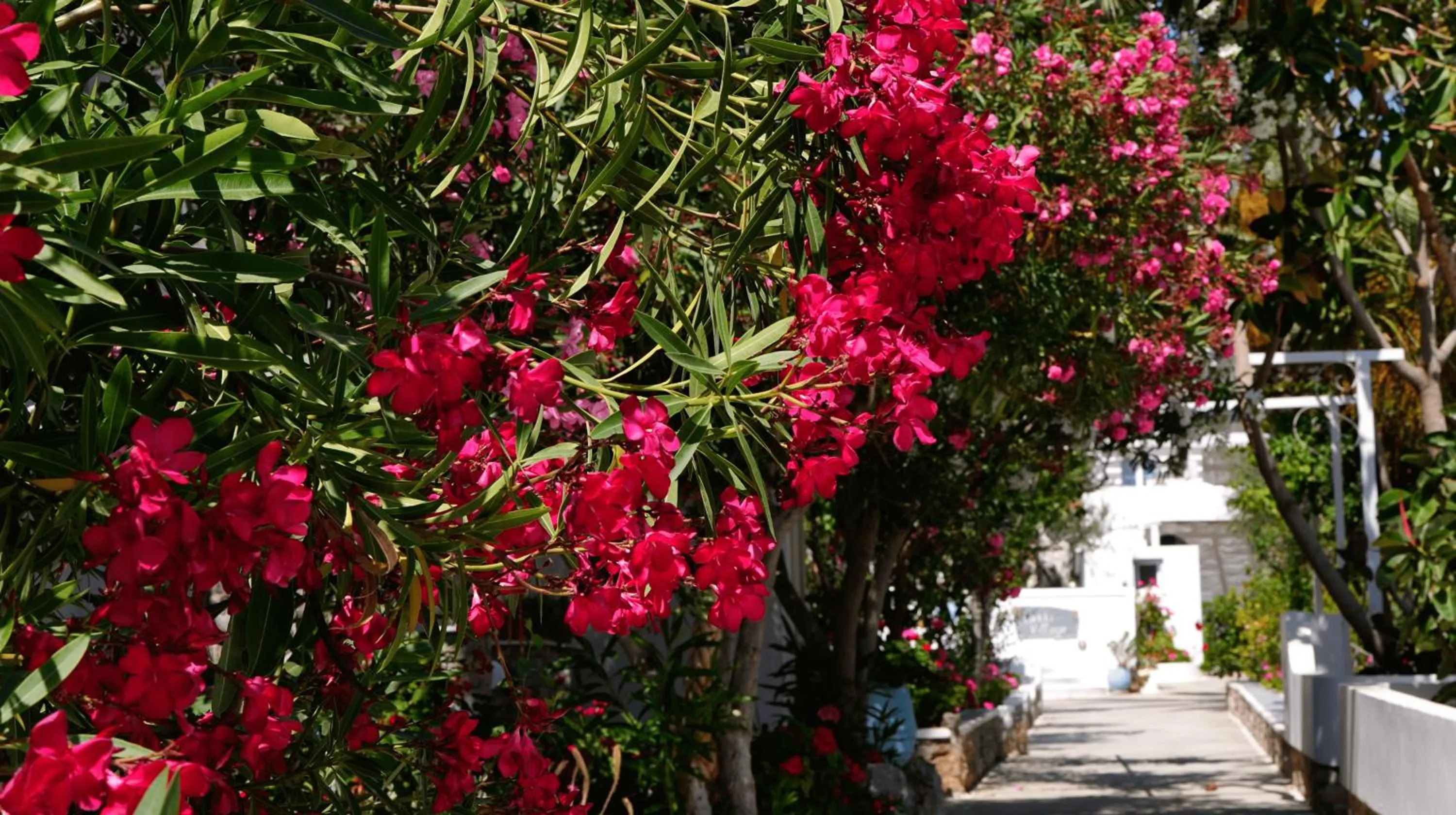 Garden in Lakki Village