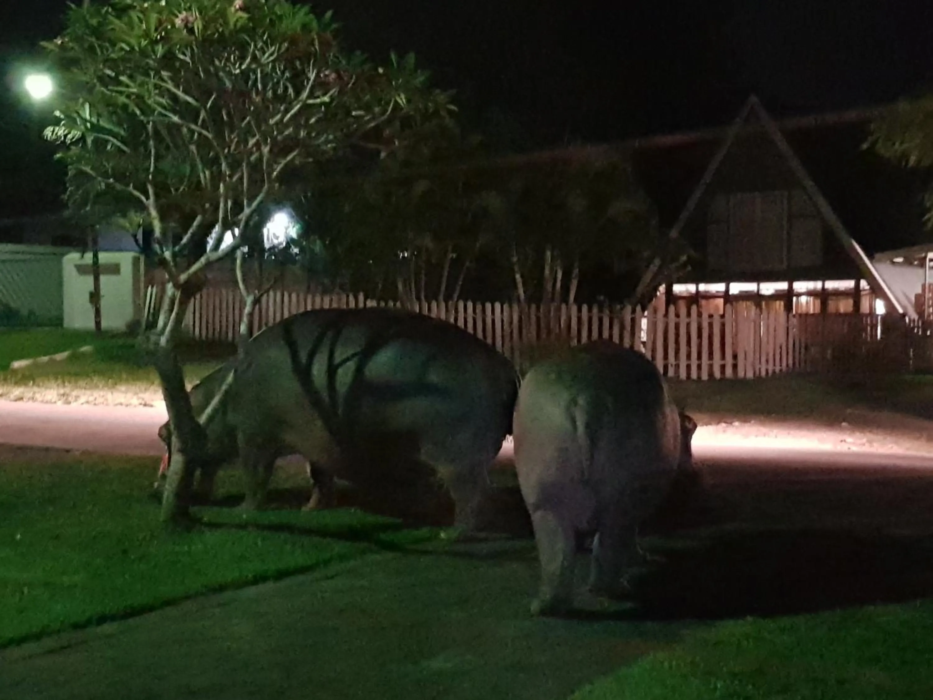 Animals in Ndiza Lodge and Cabanas